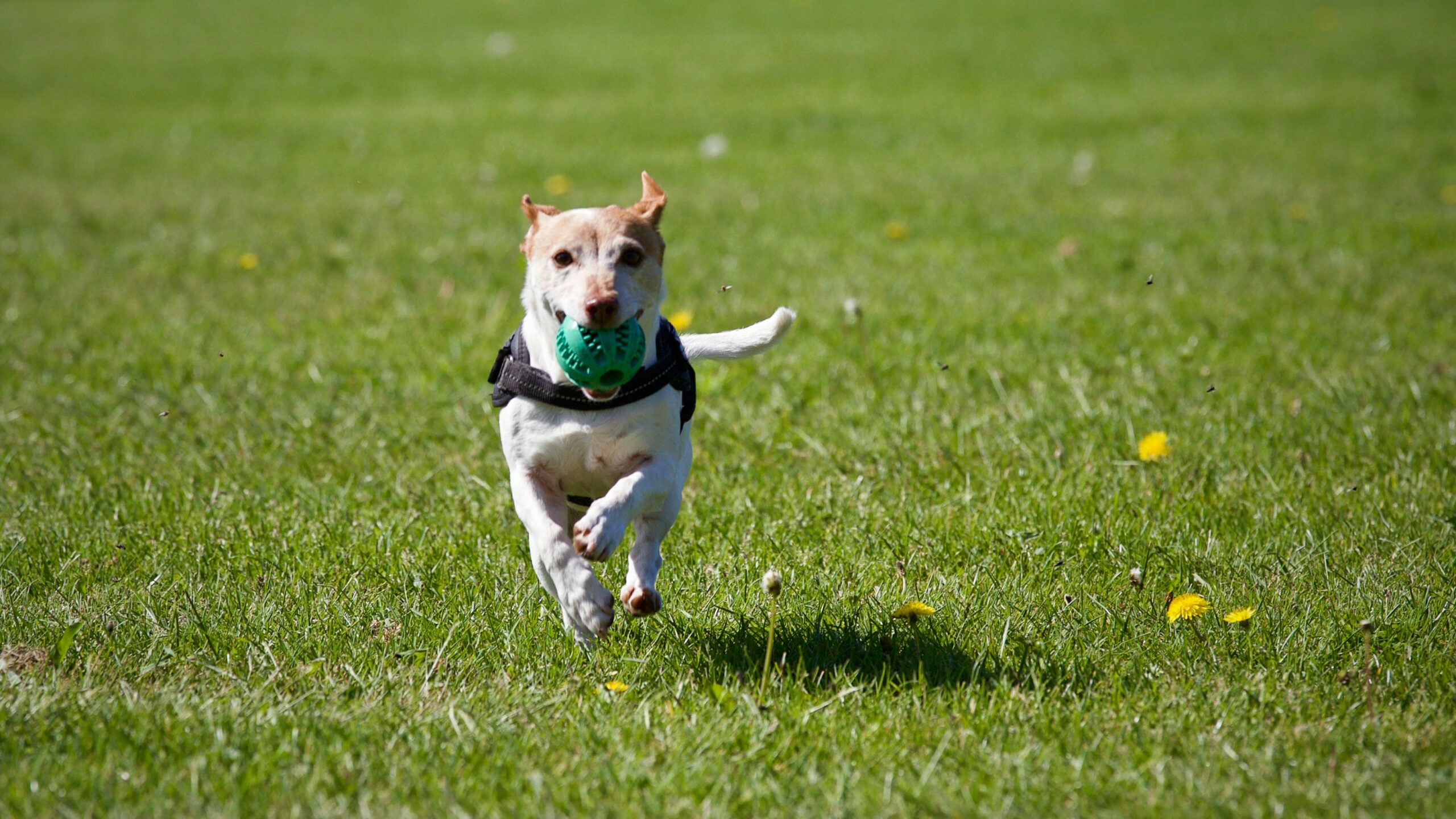 Keeping Your Dog Healthy and Fit Is Easier Than You Think