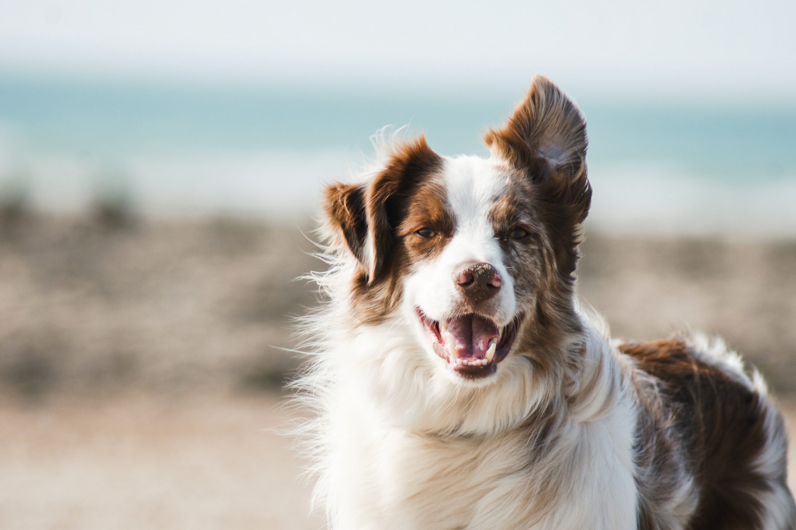 7 Benefits of Adopting a Rescue Dog