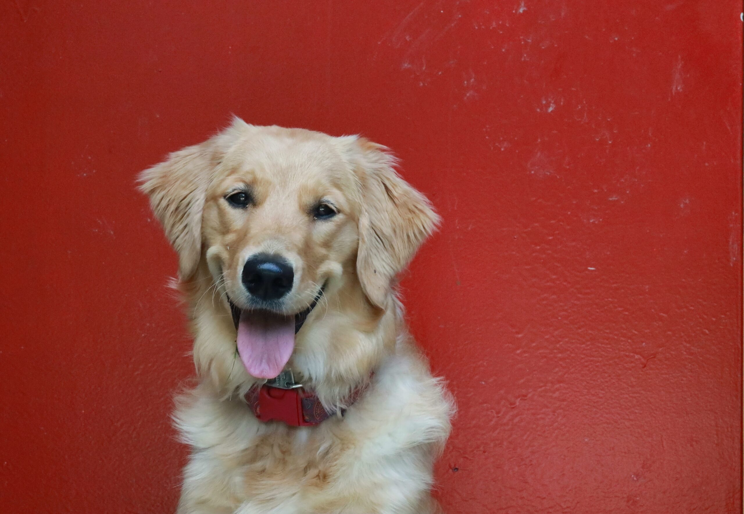 Uncovering the Magic of Golden Retrievers: Understanding What Makes Them Truly Special