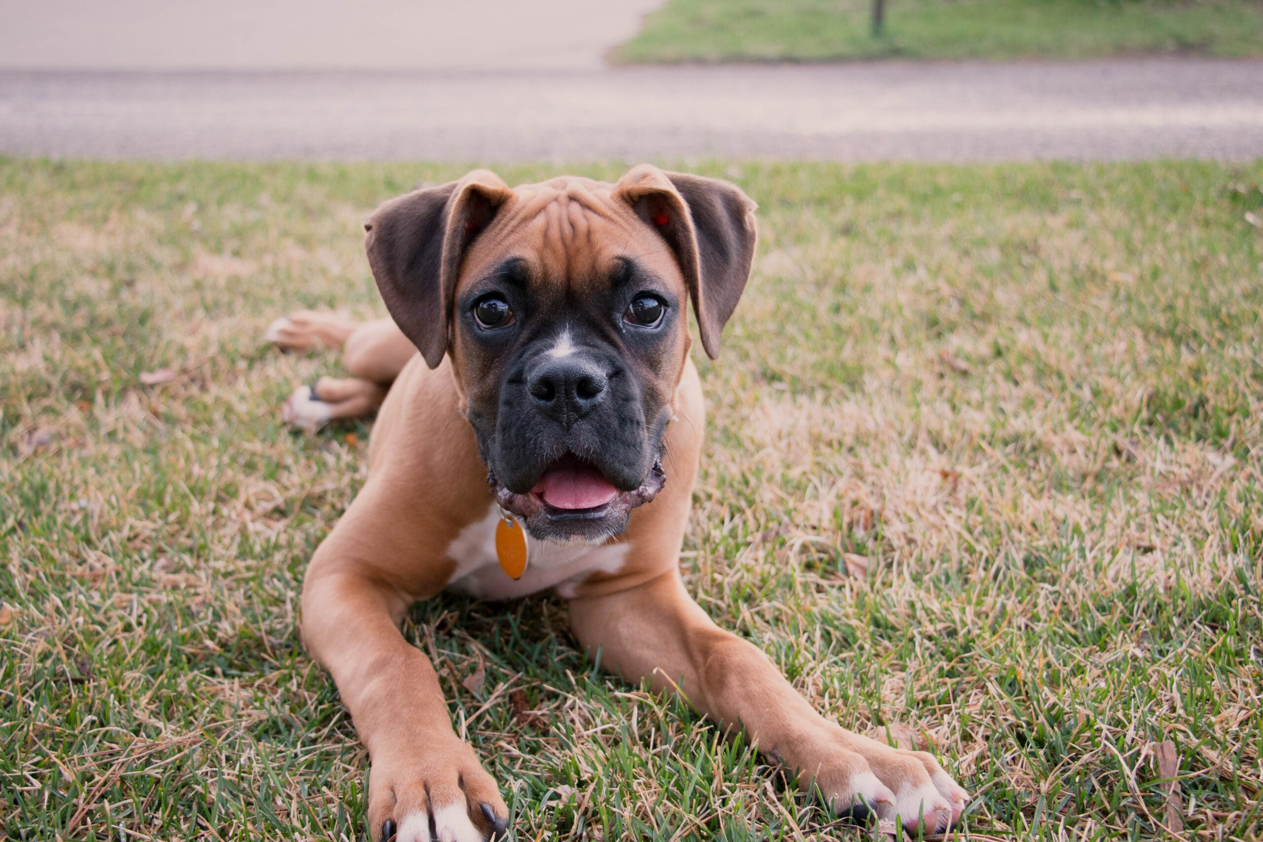 8 Necessities You Need For Your Outside Dog