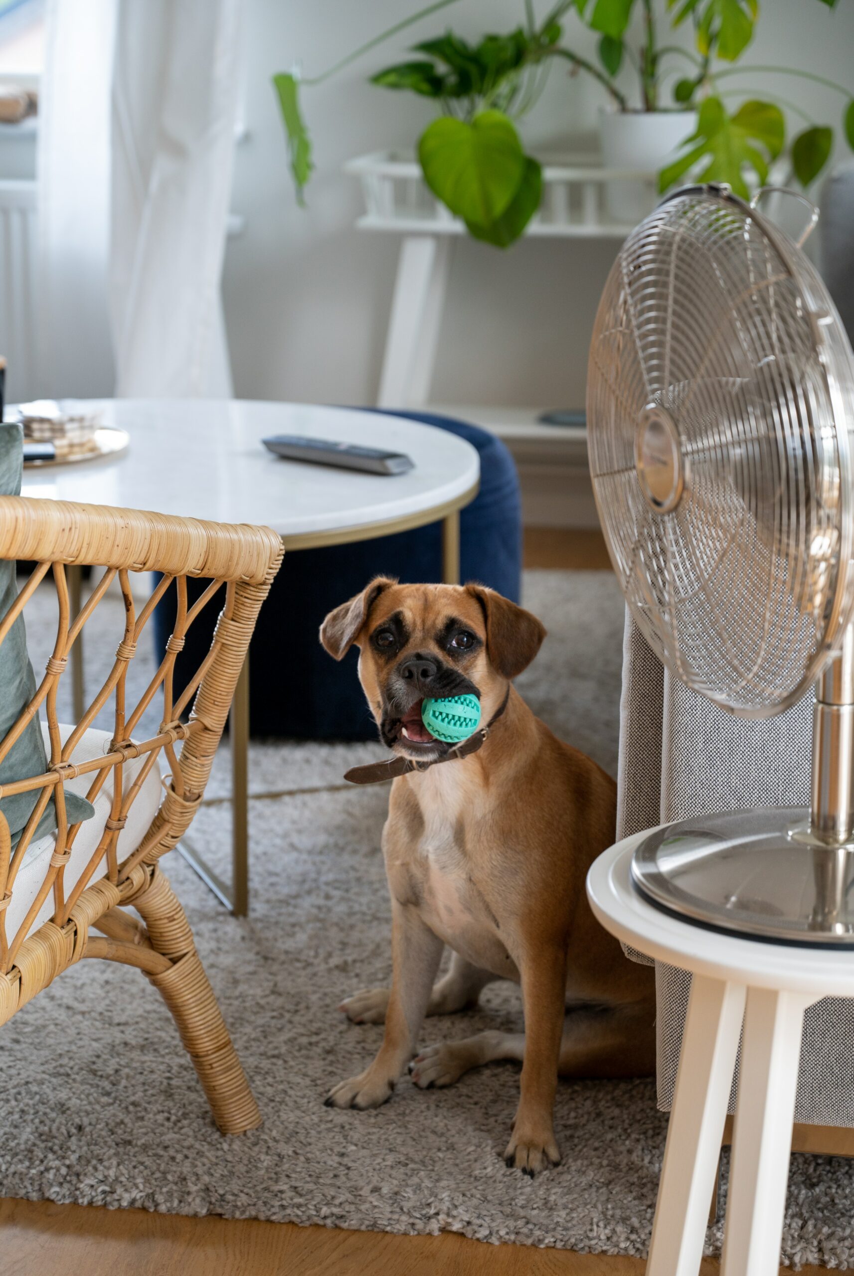 Should You Leave The Air Conditioner On For Your Pet?