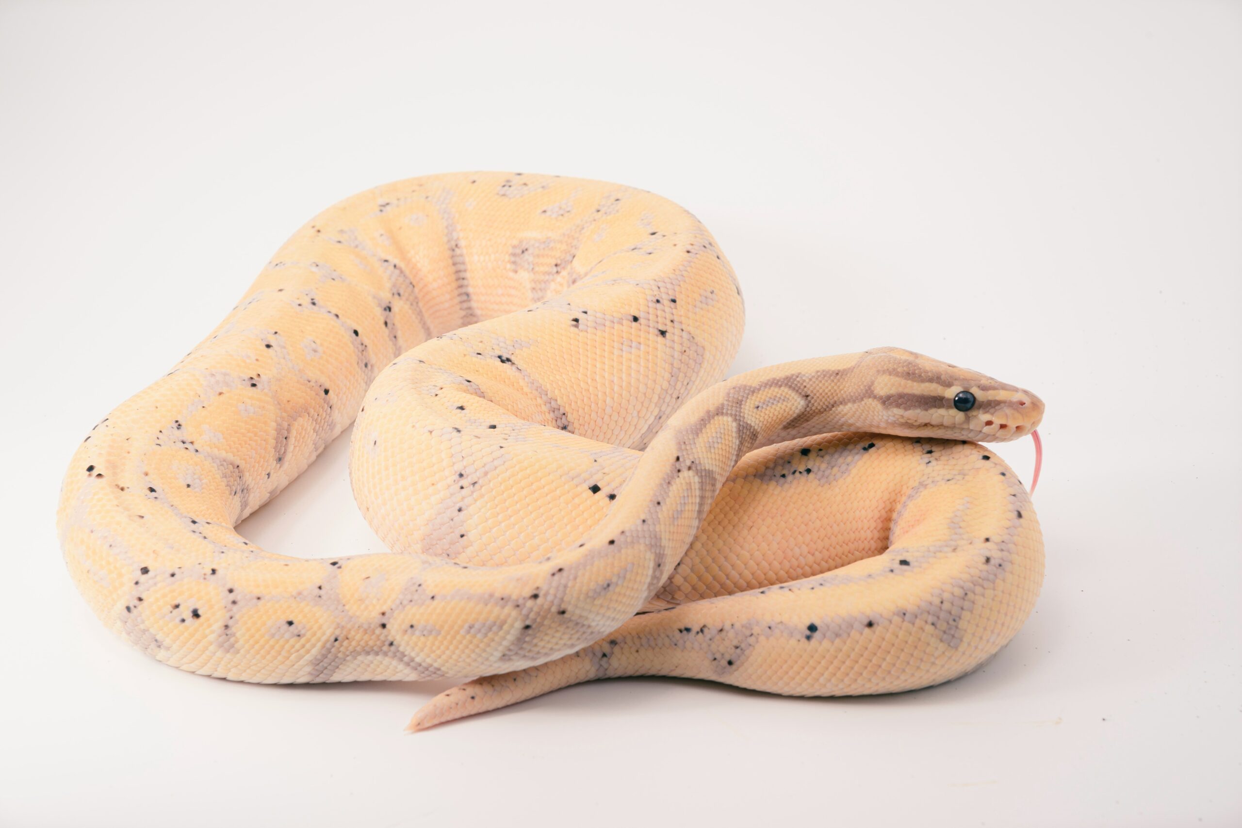 How to Care for Common Pet Snake Breeds