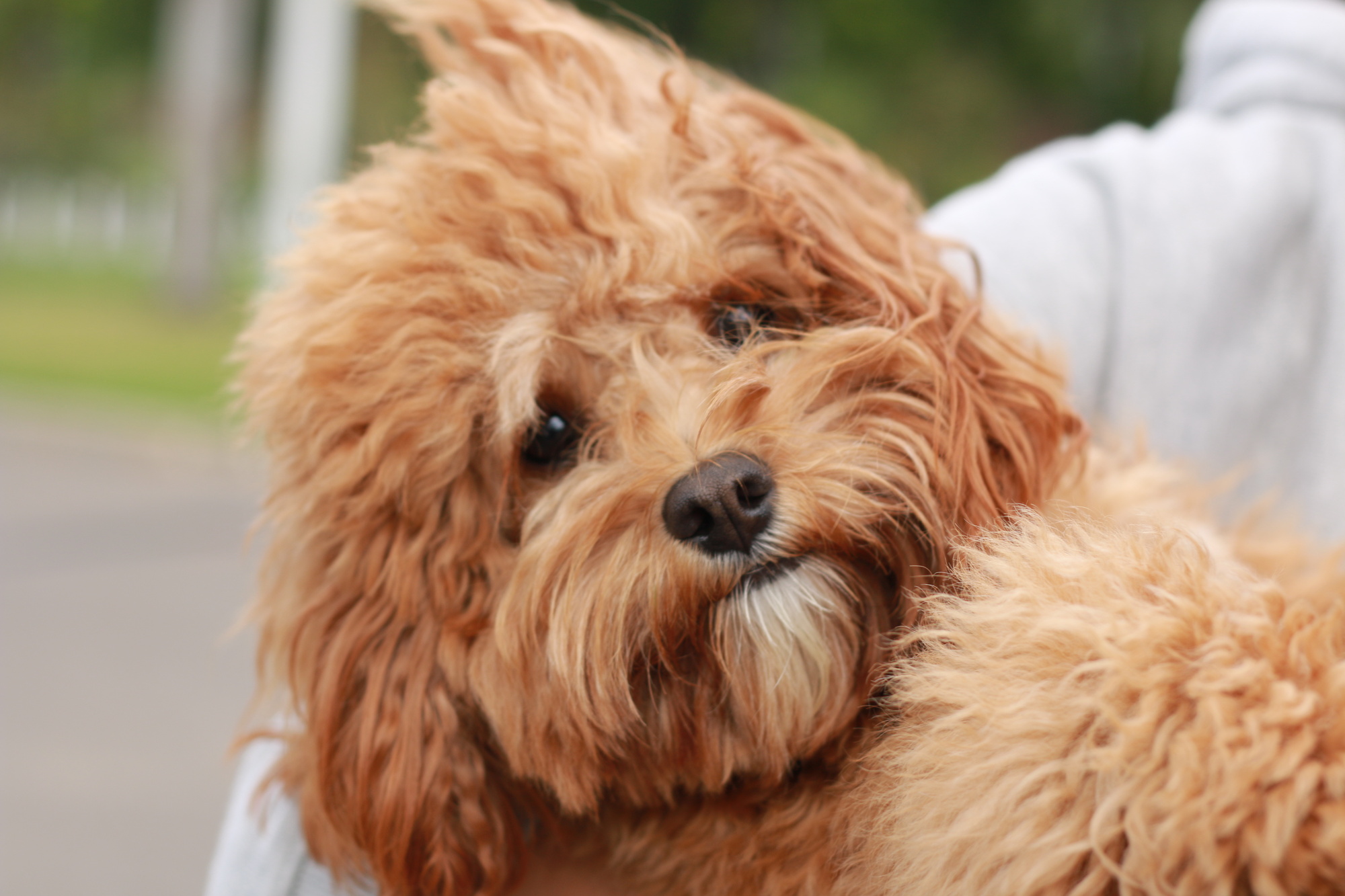 9 Most Popular Poodle Mixes That Make Great Family Pets 