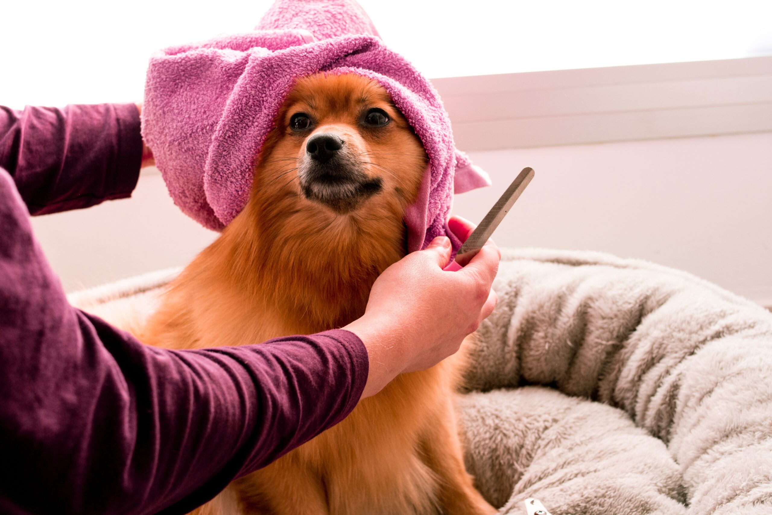 Top 5 Ways To Get Your Dog Grooming Salon Summer-Ready