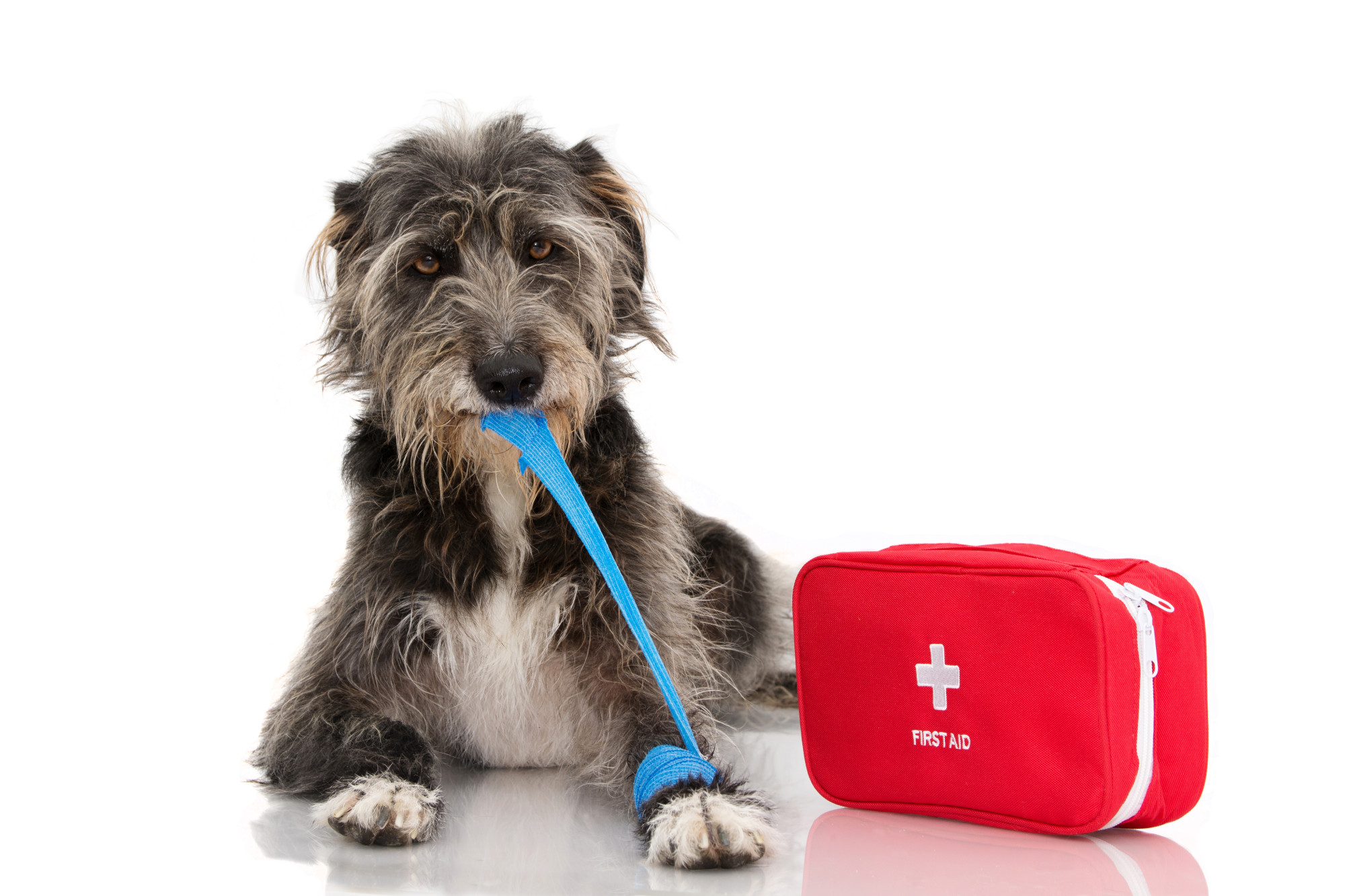 Pet CPR: What Topics Will I Cover?