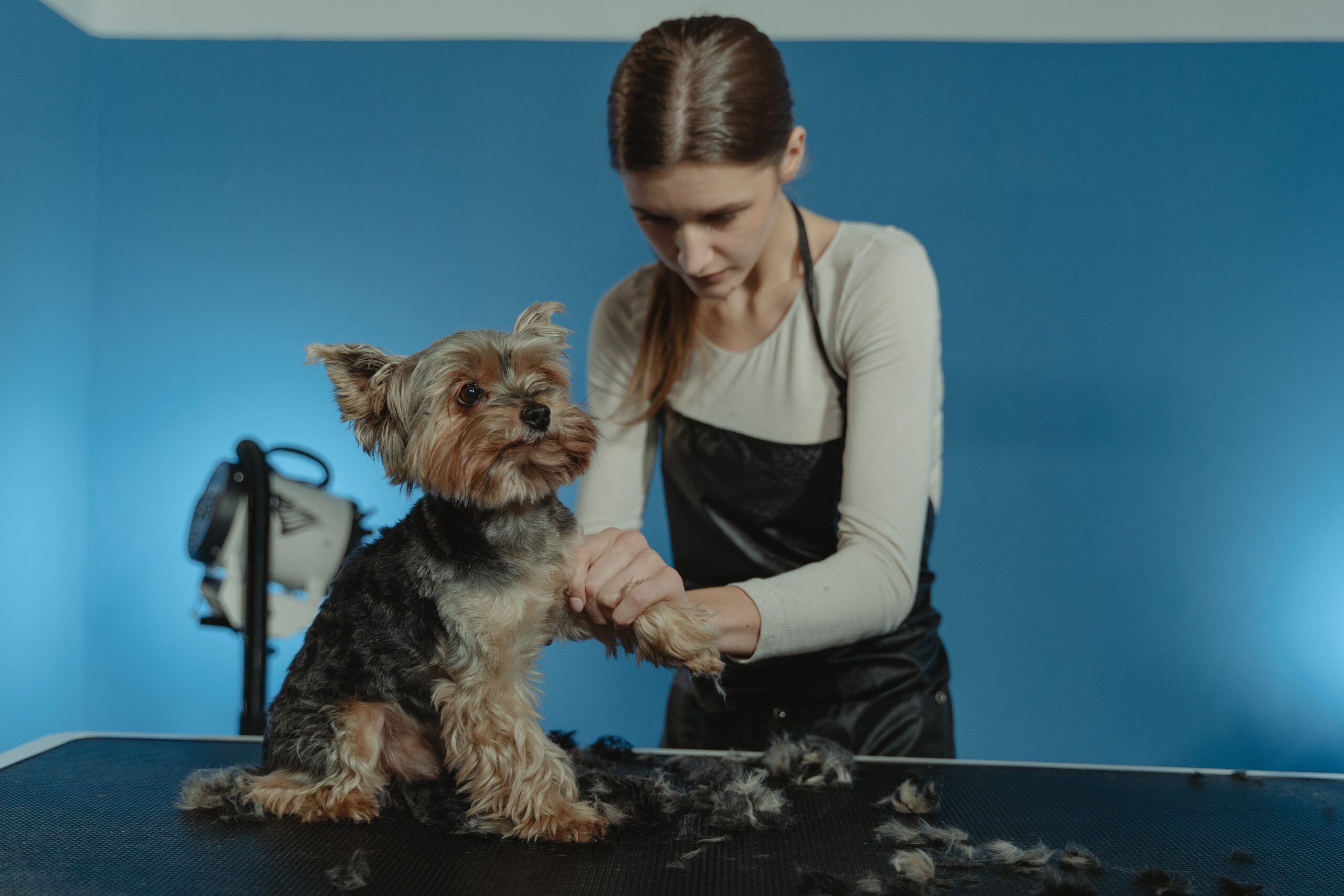 The Importance of Regular Grooming for Your Dog’s Health