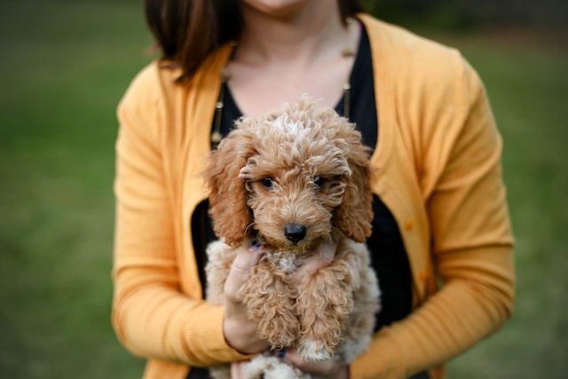 The Social Goldendoodle: Nurturing Healthy Relationships with Humans and Other Pets