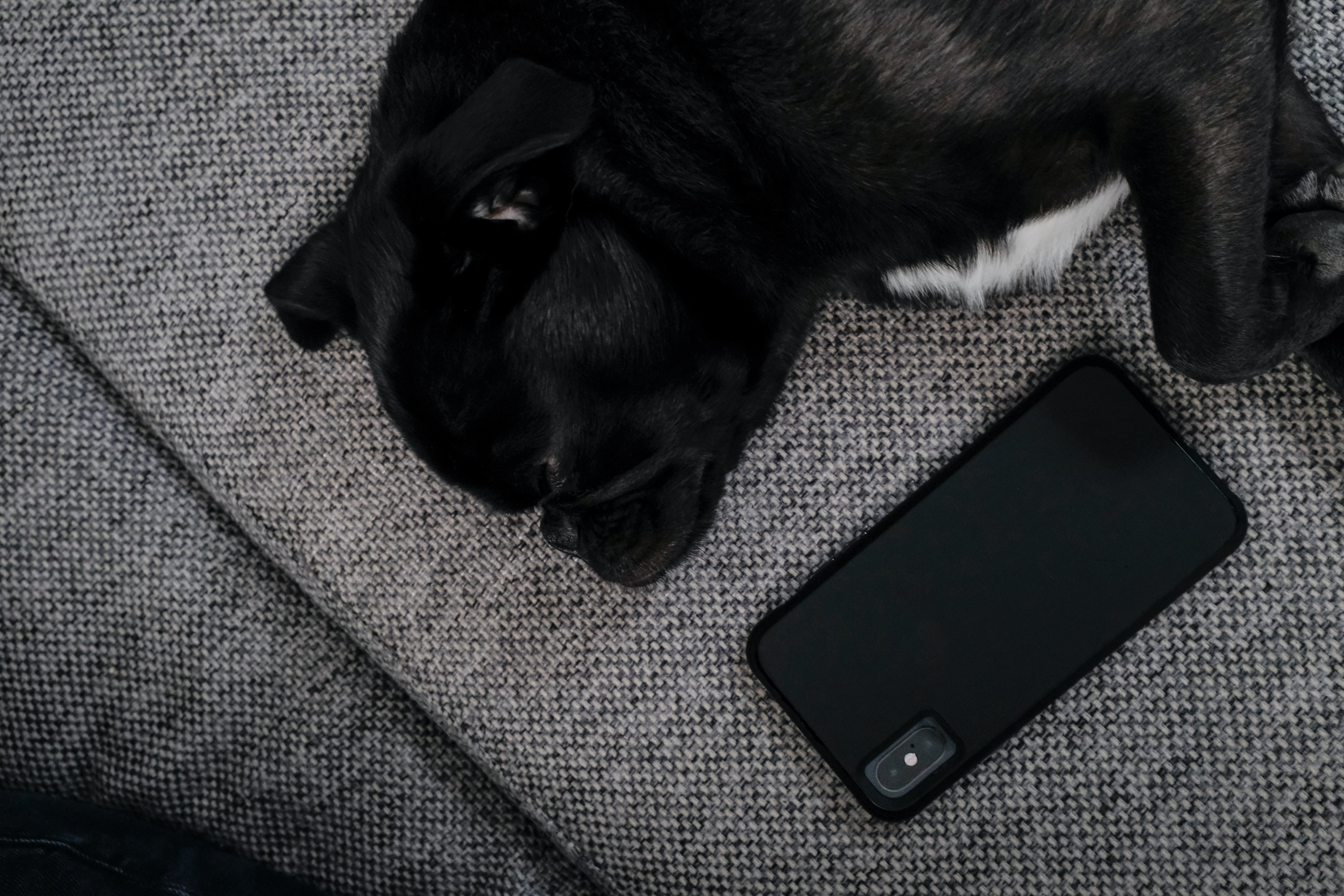 Pet-Proofing Your Tech: Protecting Your Devices and Your Pets
