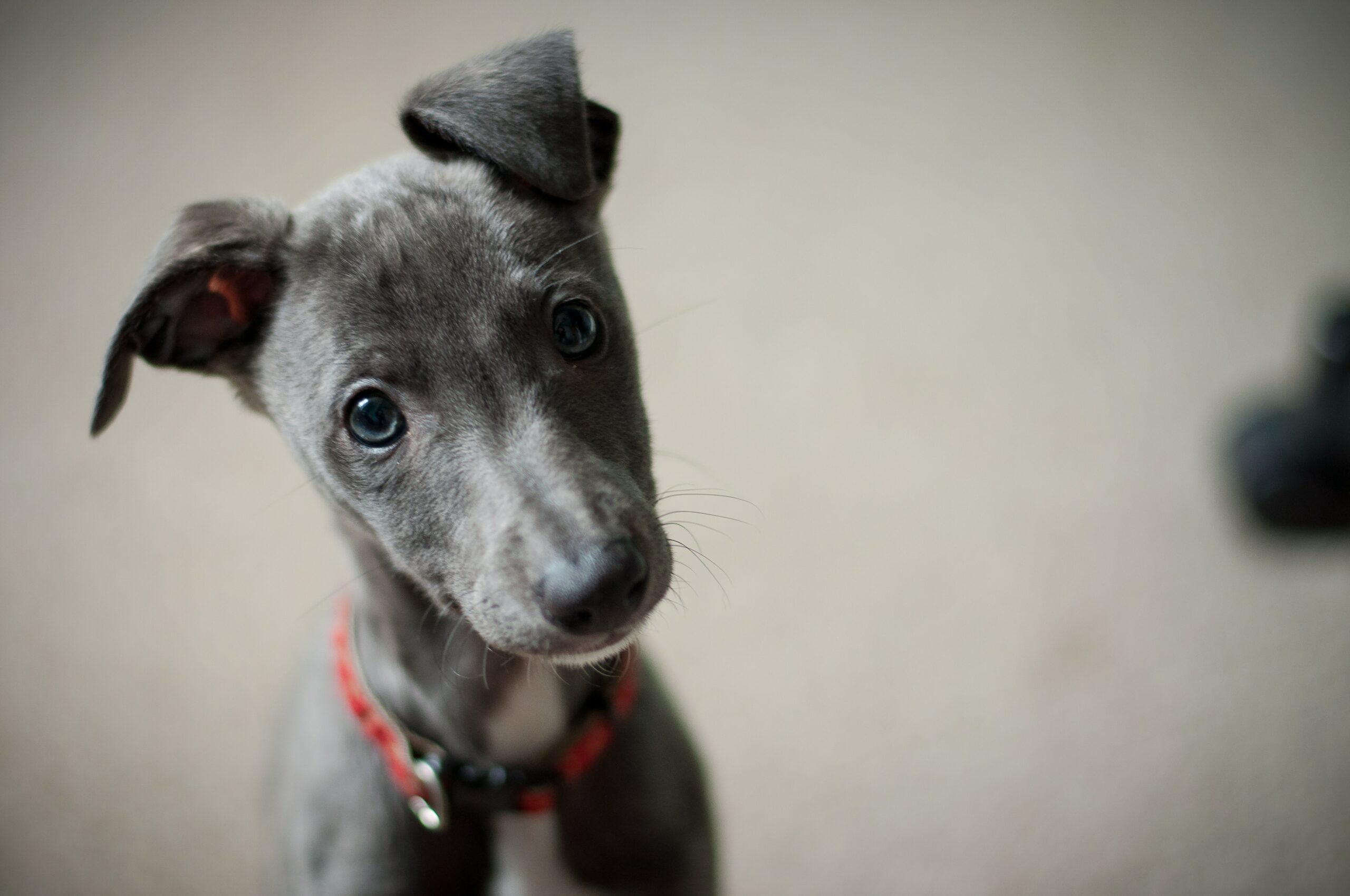 Things to Know About Adopting a Greyhound