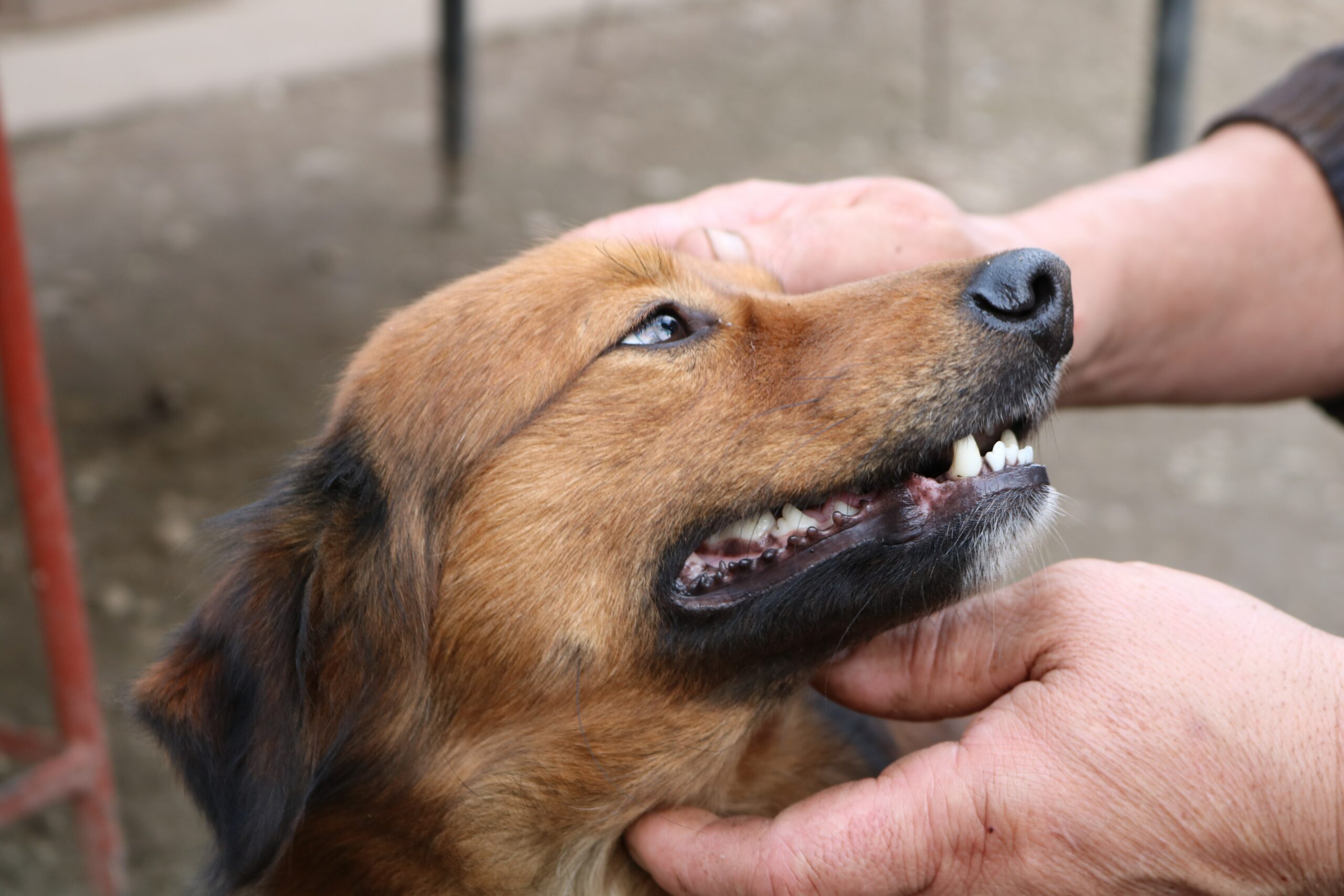 Mouth Ulcers in Dogs