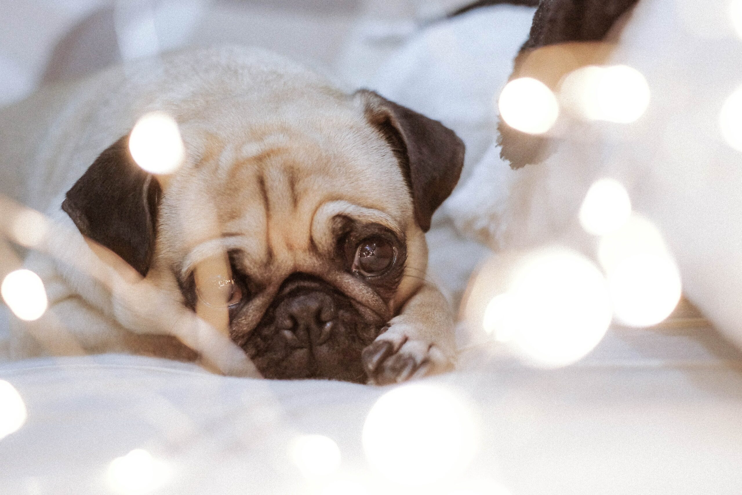 Are LED Lights Safe For Pets?