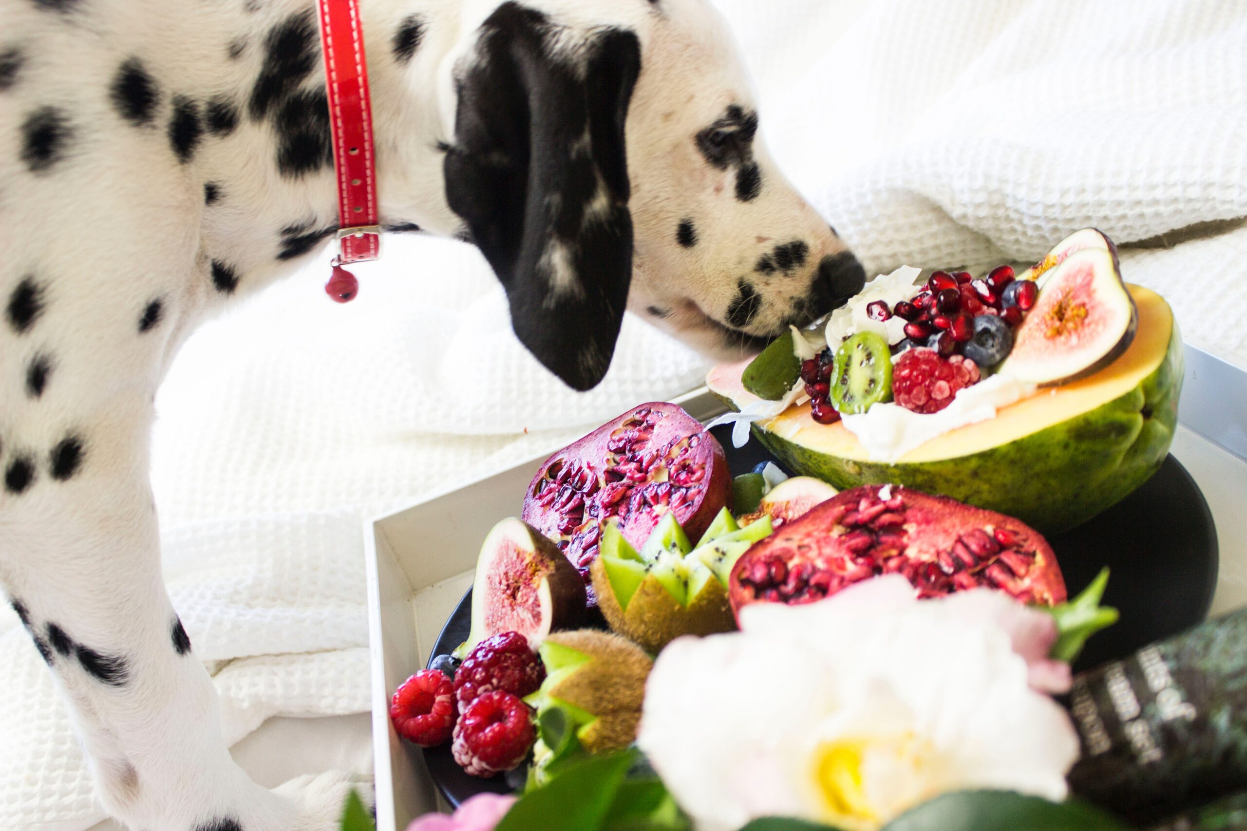 The Ultimate Pet Food Guide: Keeping Your Pet Happy & Healthy