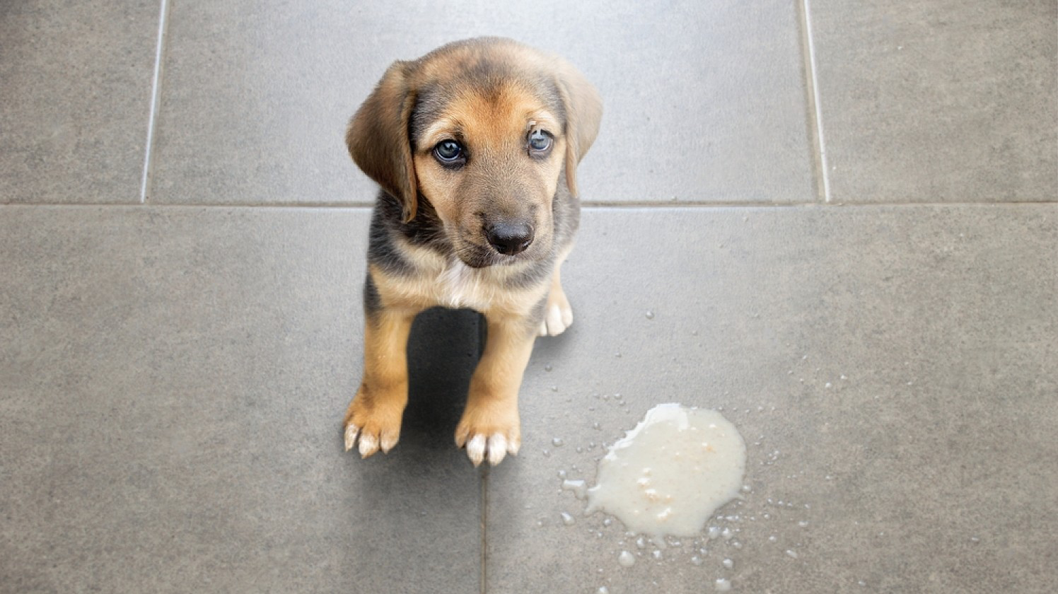 How to Support Your Dog During Undigested Food Vomiting
