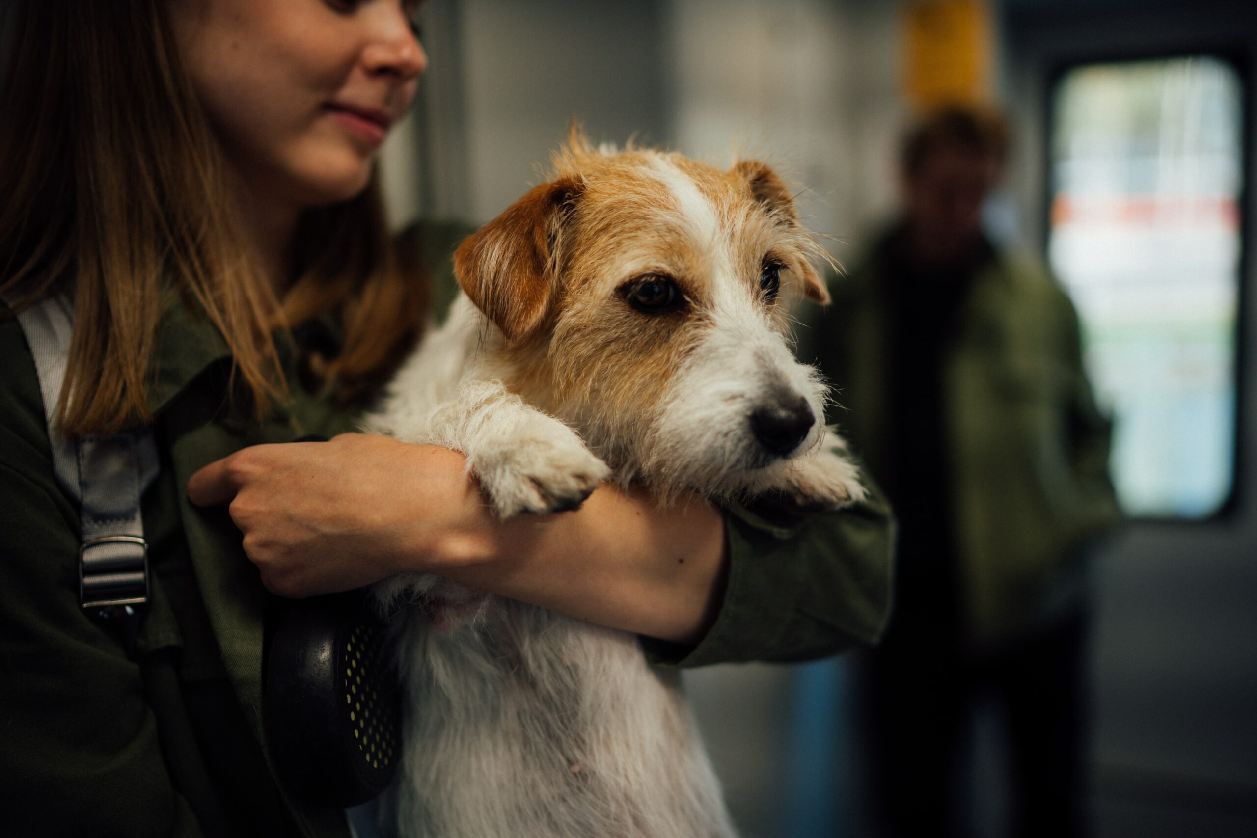 Transportation for Pets: A Guide to Safe and Stress-Free Travel