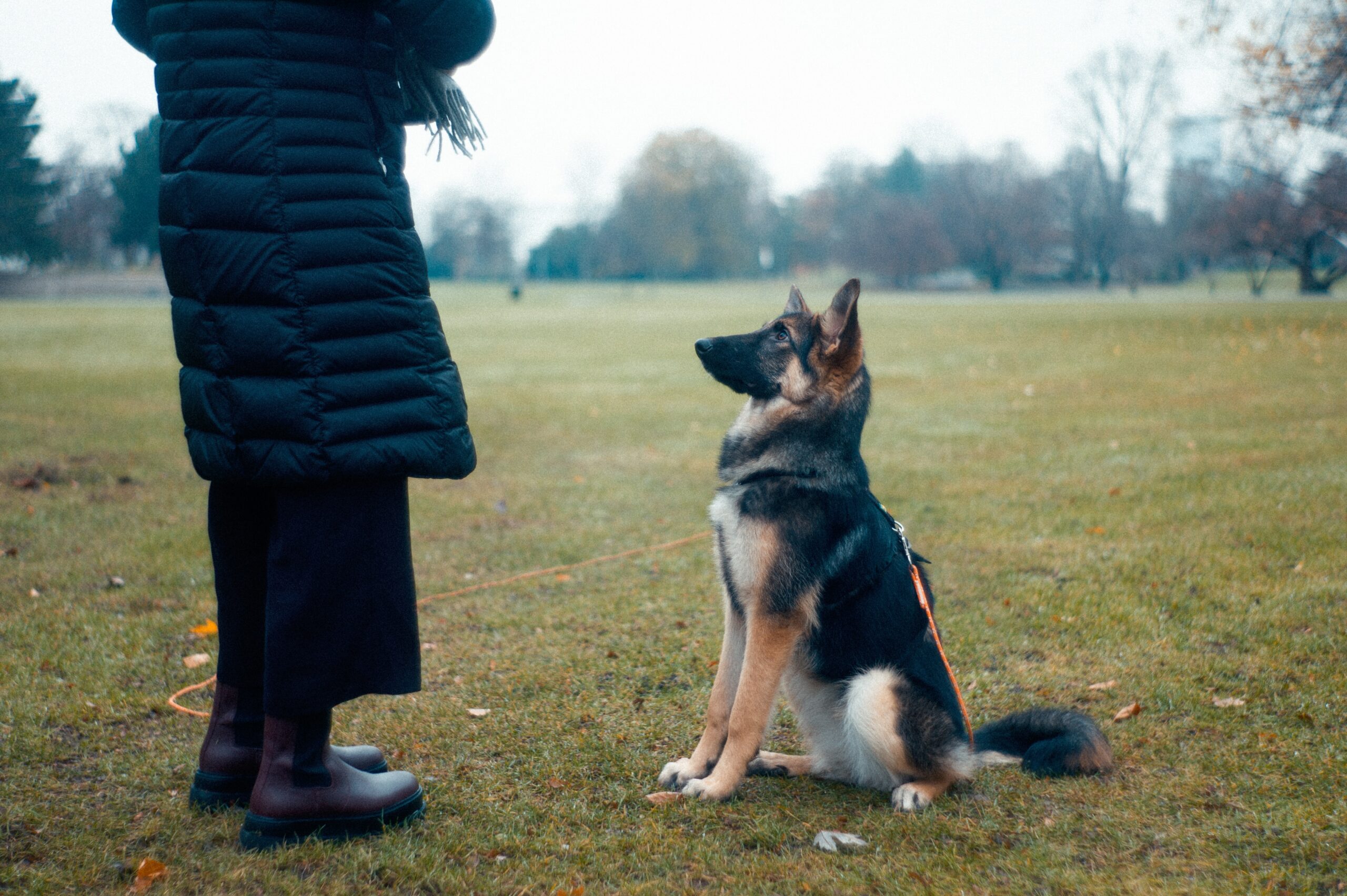 5 Common Myths About Dog Training Debunked