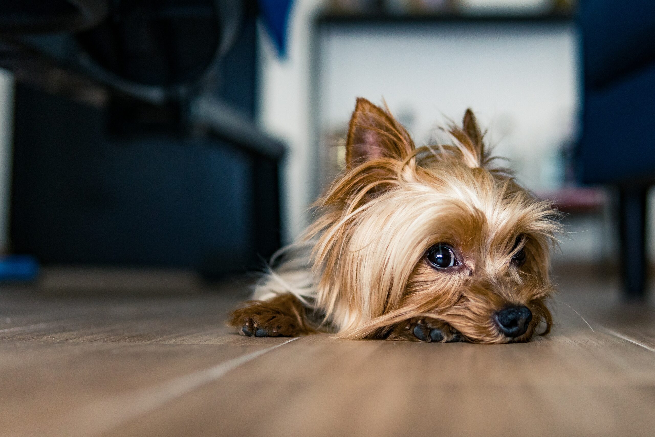 What You Need to Know Before Getting Yorkshire Terriers as Pets