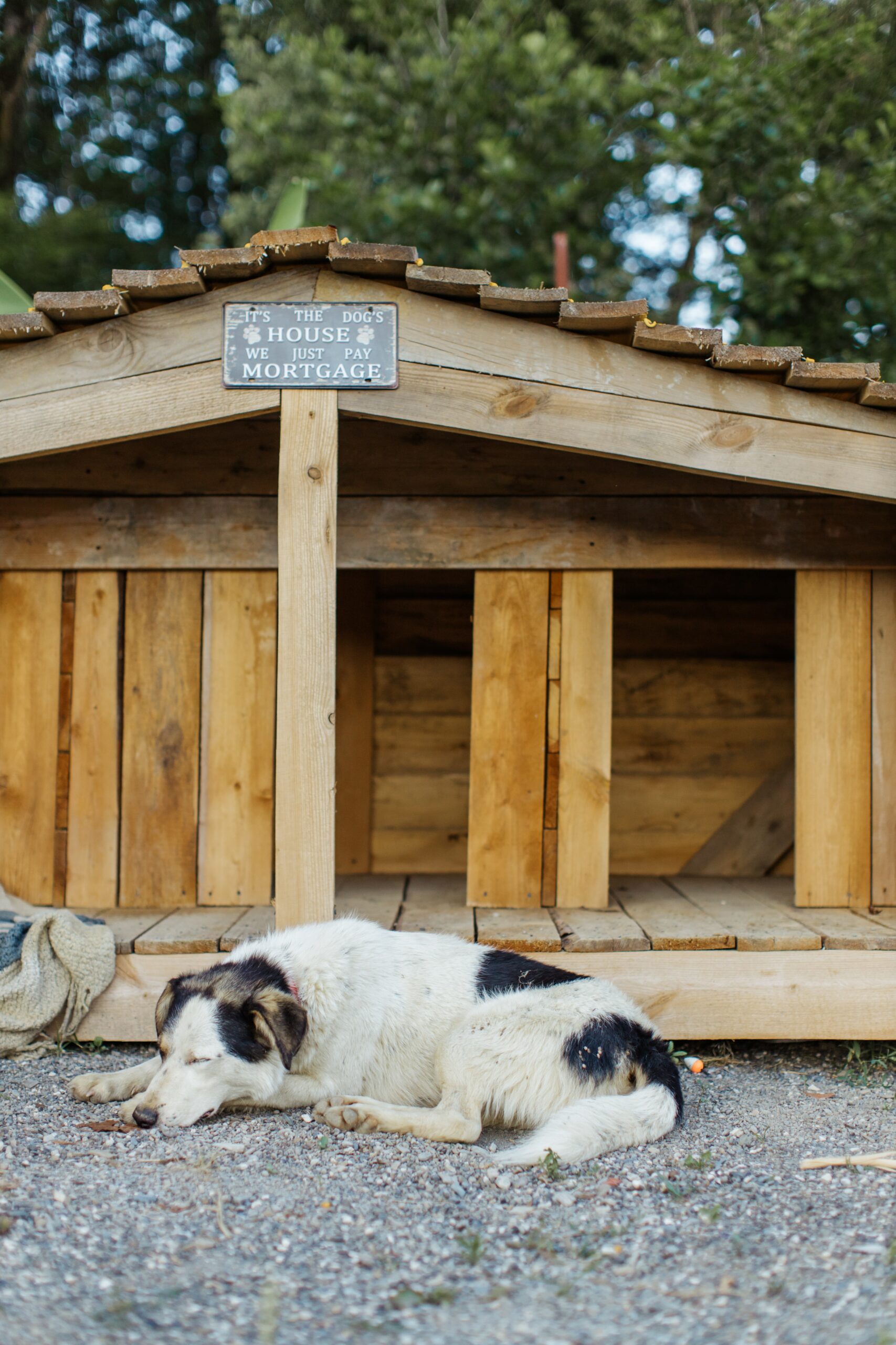 The Essential Guide to Choosing the Right Dog House for Your Pet
