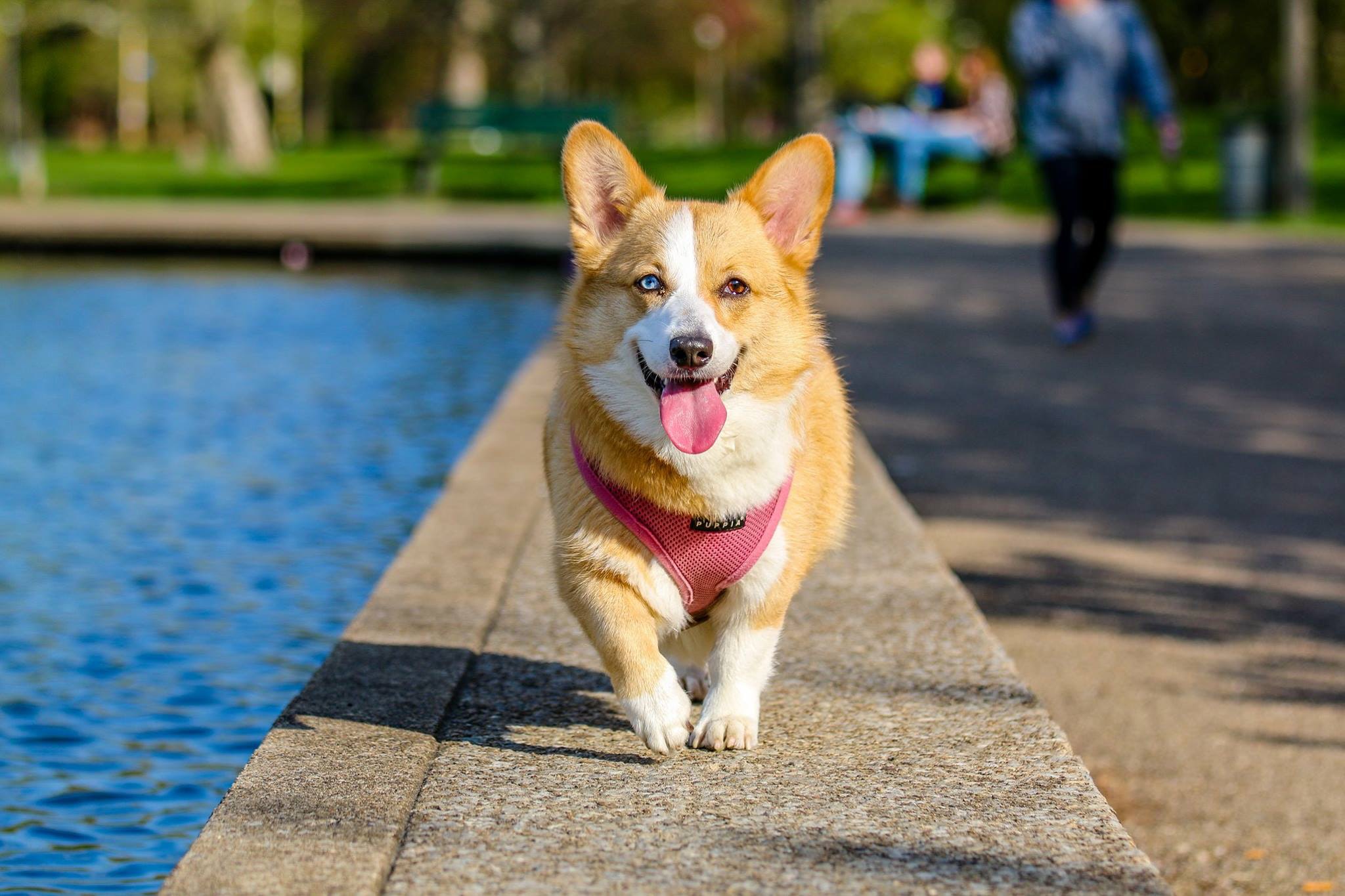 6 Effective Ways to Keep Your Dog Cool in the Summer Heat