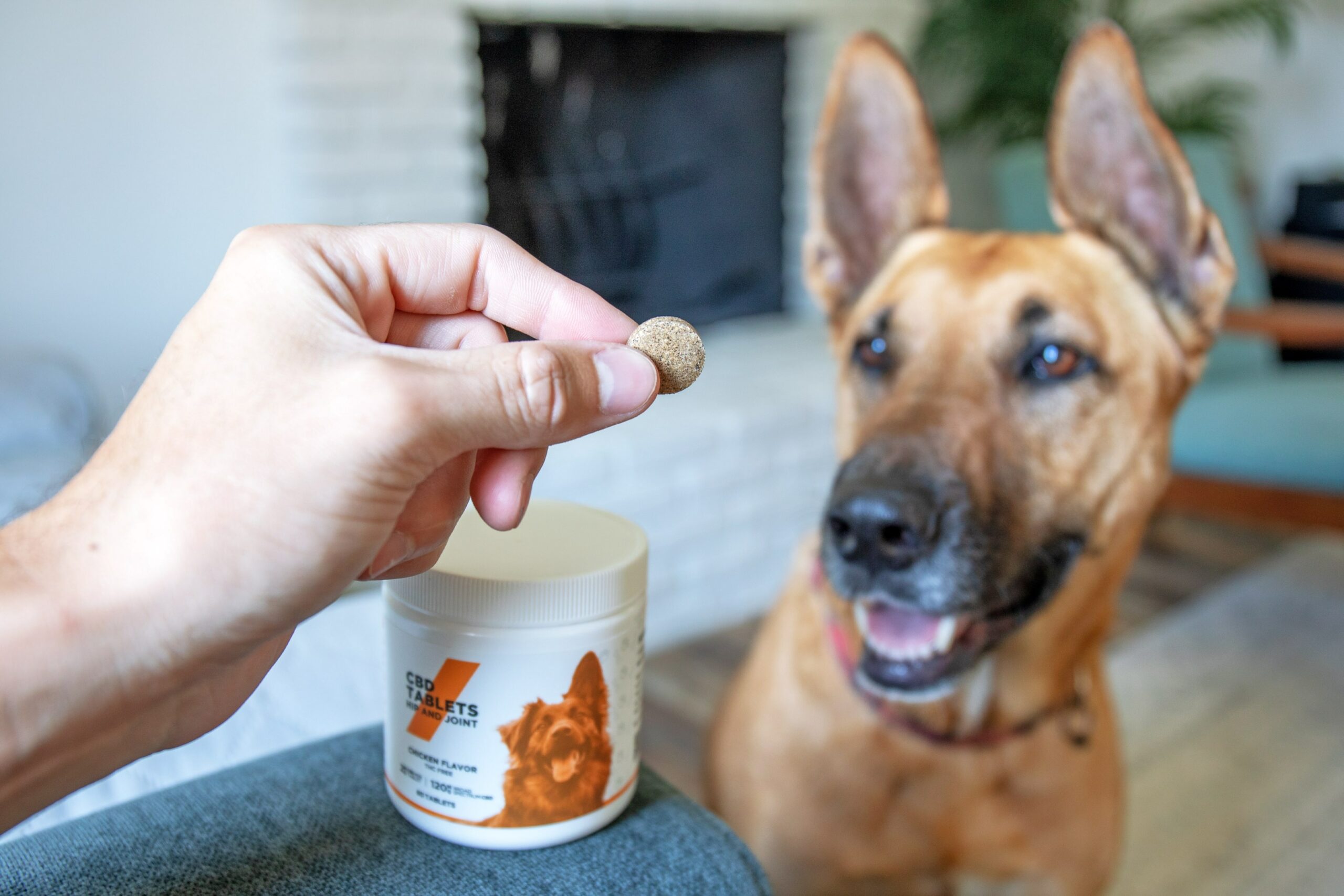 Ingredients to Know When Providing CBD Treats to Your Canine Companion