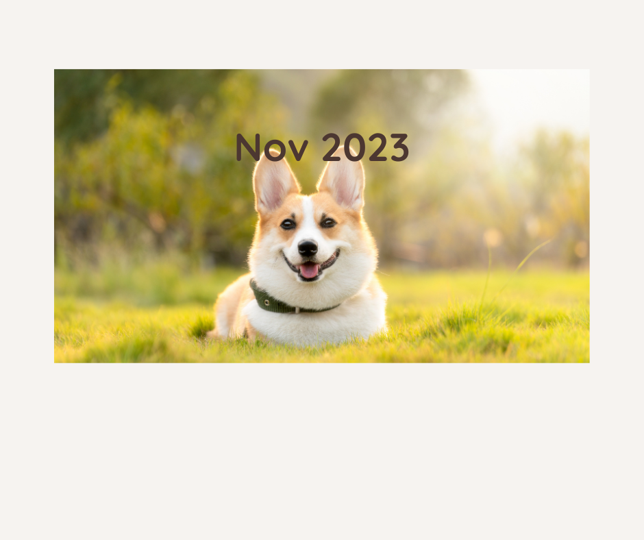 November 2023 NYC Dog Calendar of Meetups and Social Events