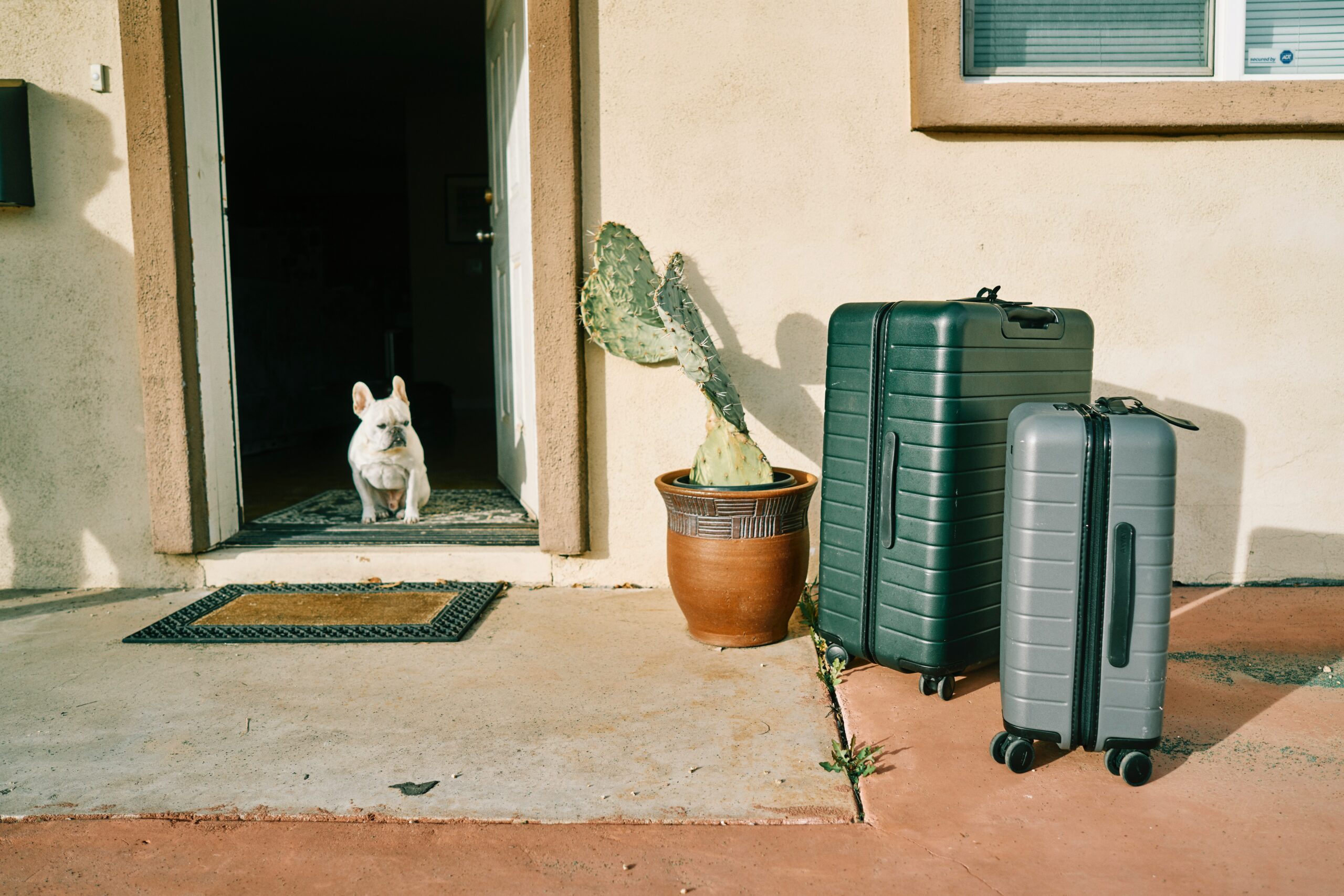 Planning Your Dog’s Care Before You Travel Without Them