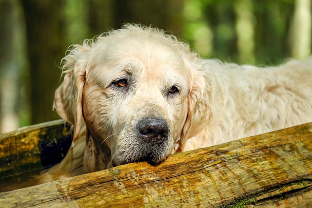 Effective Pain Management Strategies for Aging Dogs