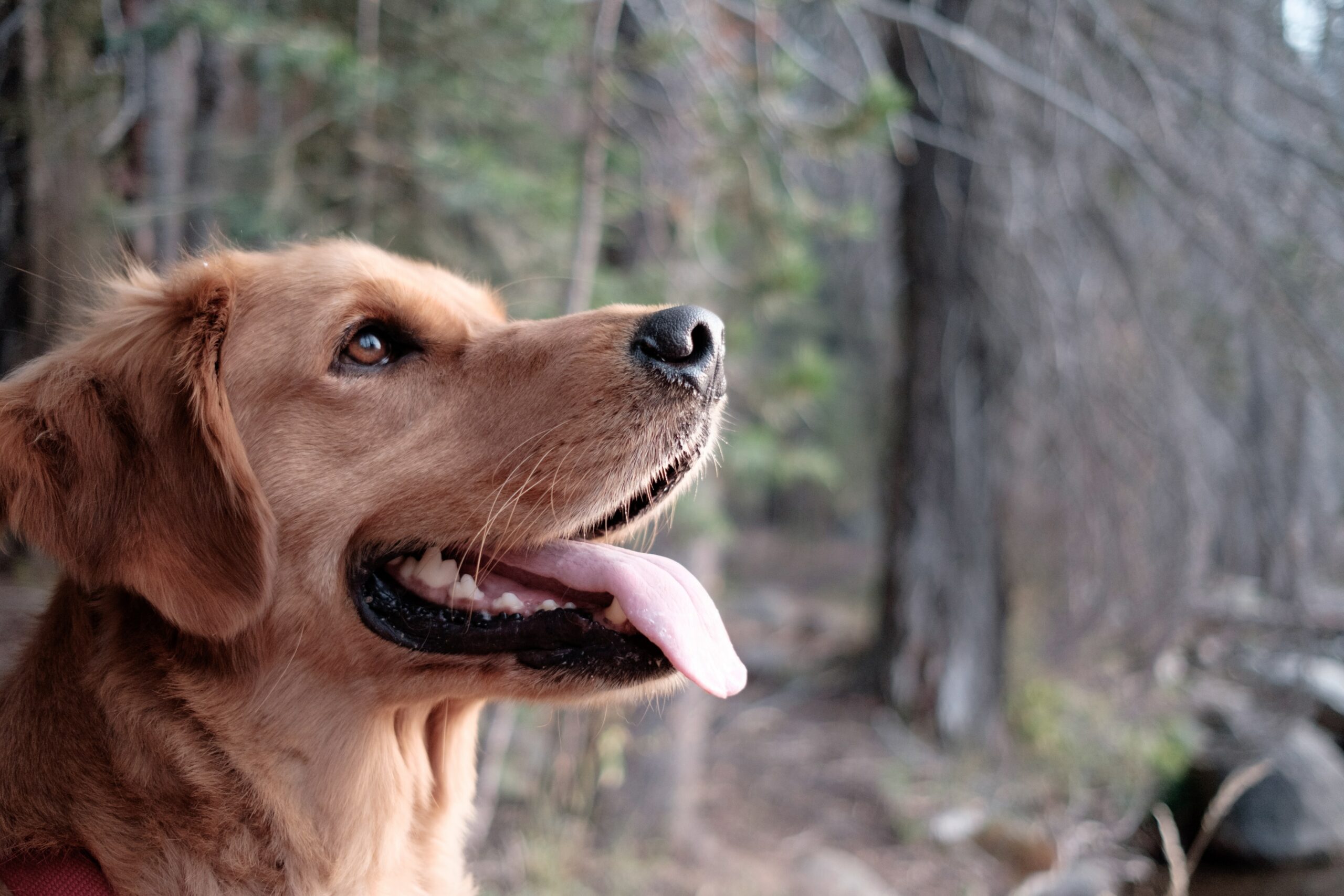 Zen Walks: 3 Quick Meditations for Calm and Leash-Controlled Dog Walks