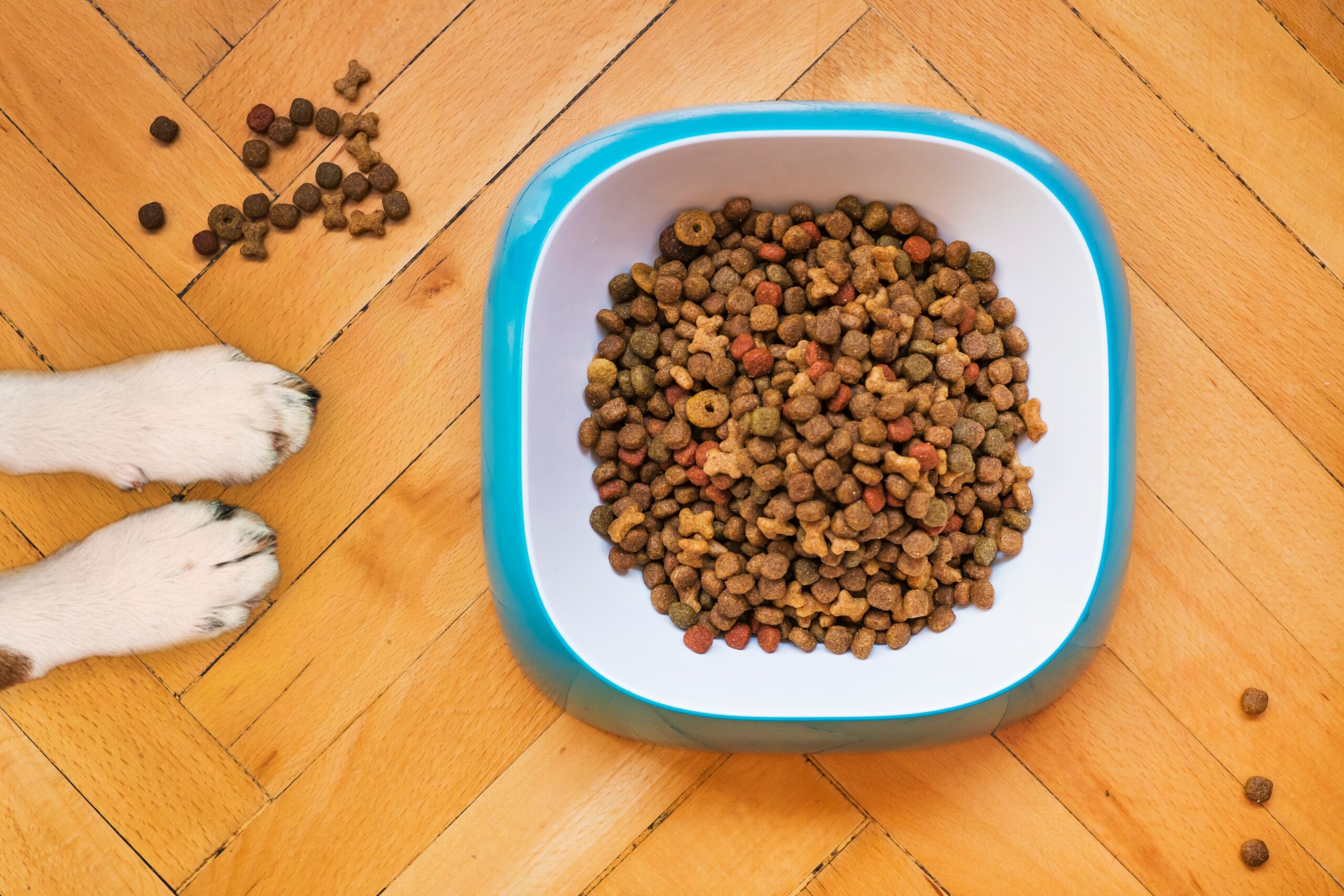 Why Are Pet Food Palatability Enhancers a Game Changer?