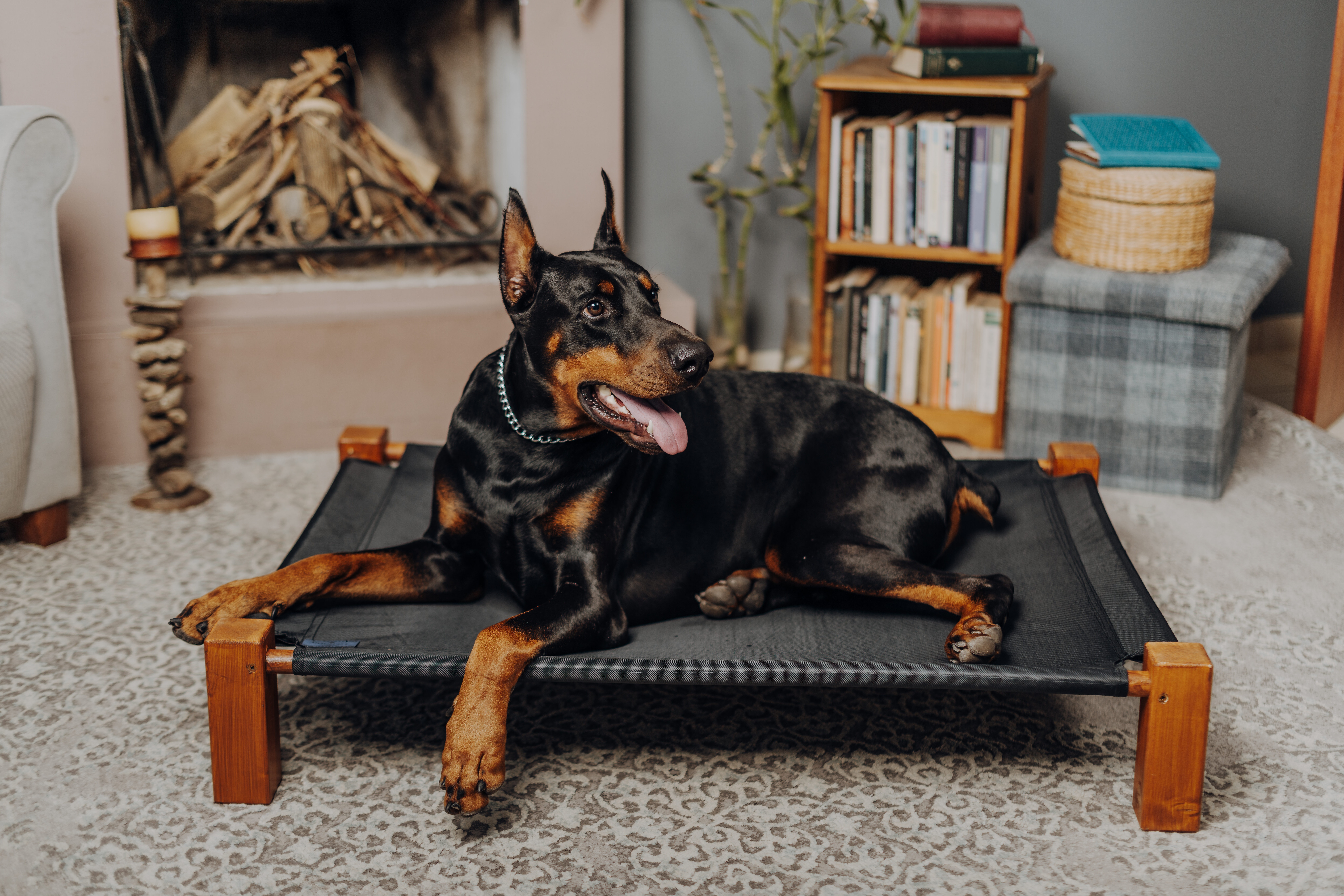 Are Dobermans Good Family Dogs? The Truth
