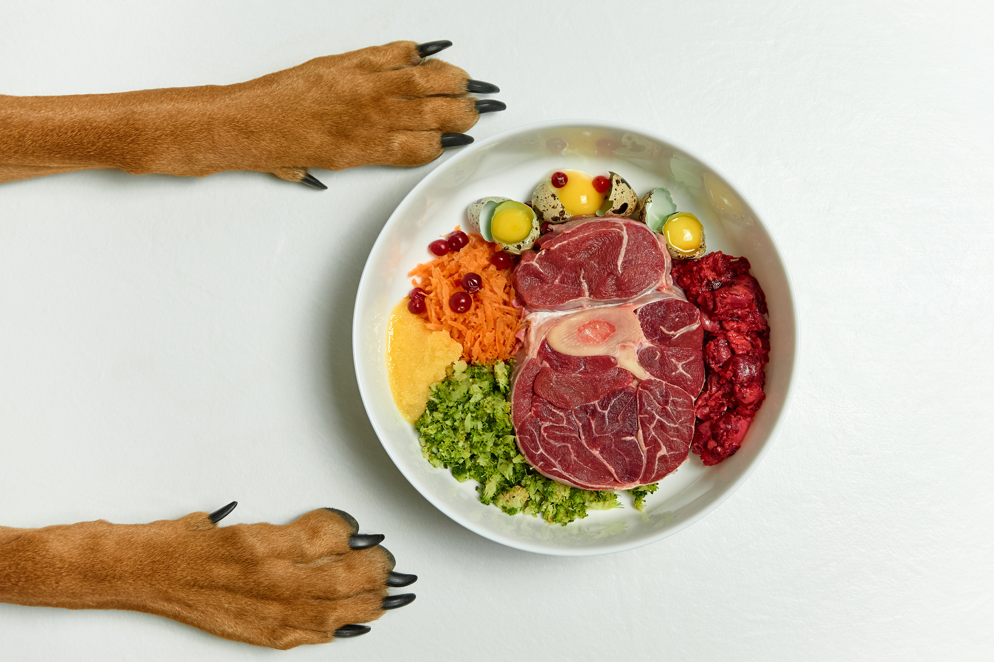 The Balanced Plate: Crafting A Nutrient-Rich Diet For Your Dog