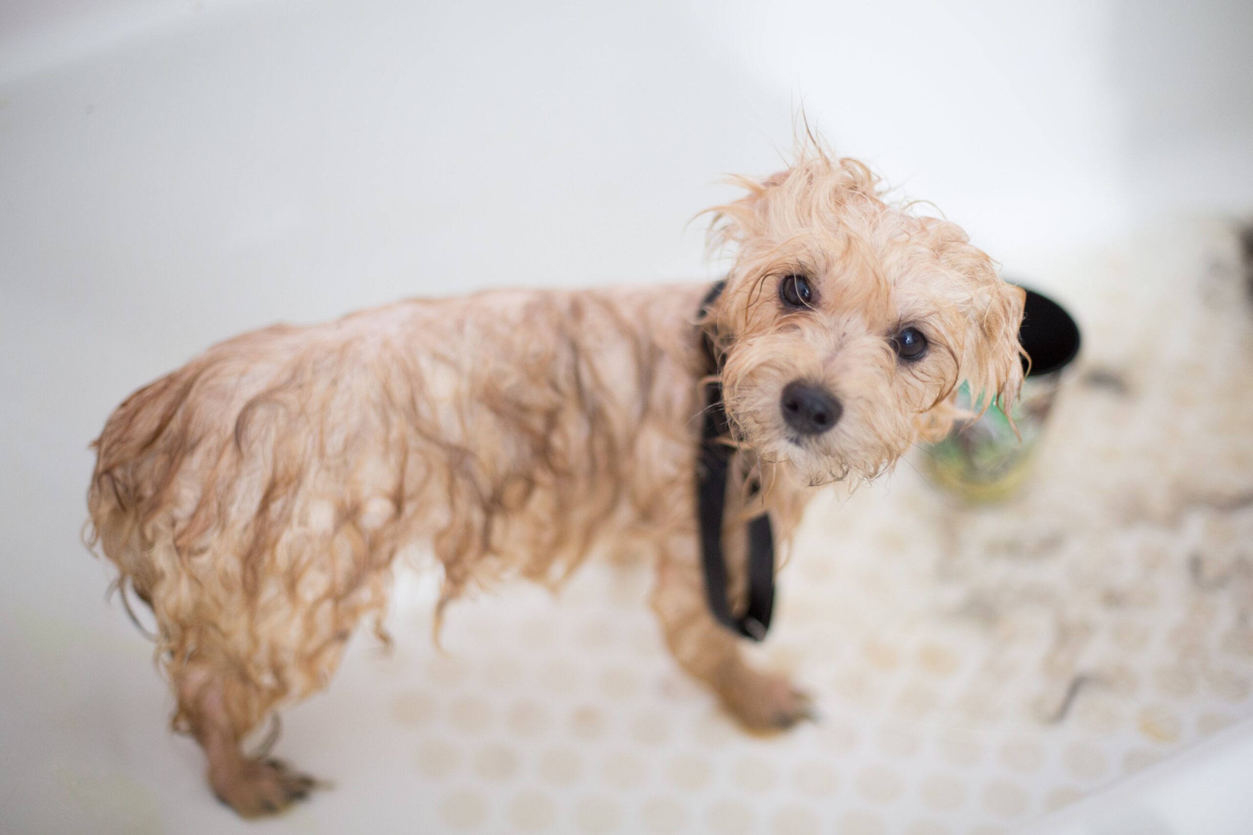 Paws and Pampering: The Importance of Pet Grooming in Pet Health