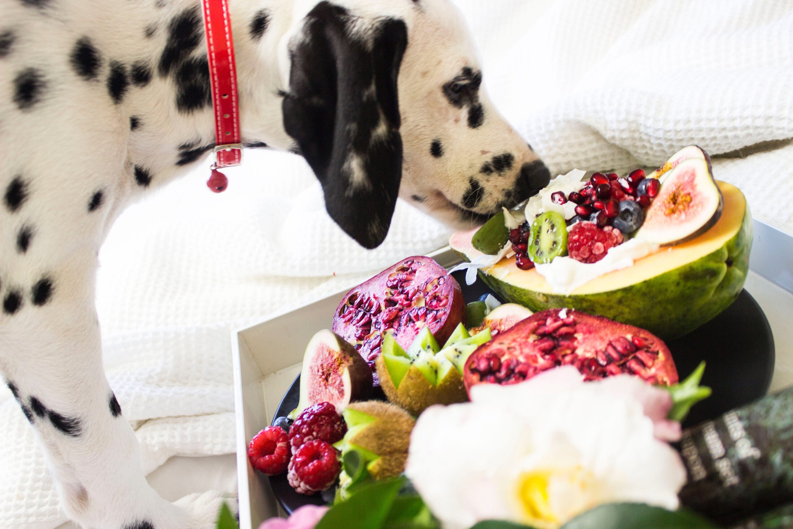 The Paw-sitive Economics of Home Cooking for Your Pet: Healthier and Cost-Effective Nutrition