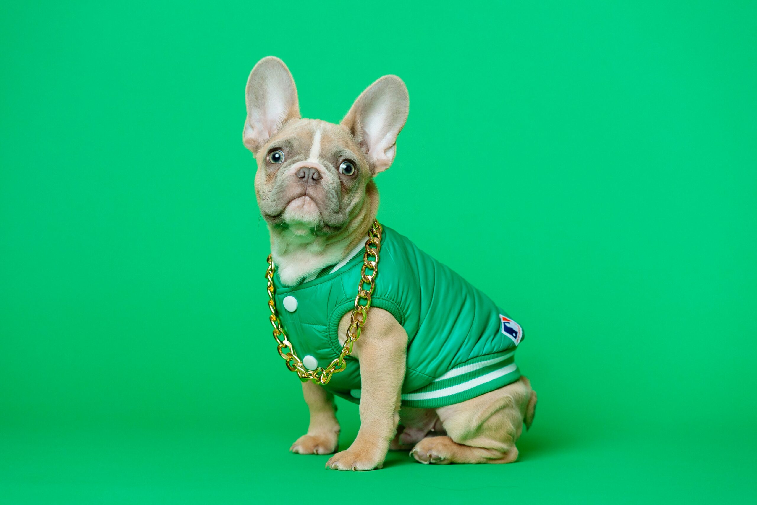 Why and How to Dress your Frenchie?