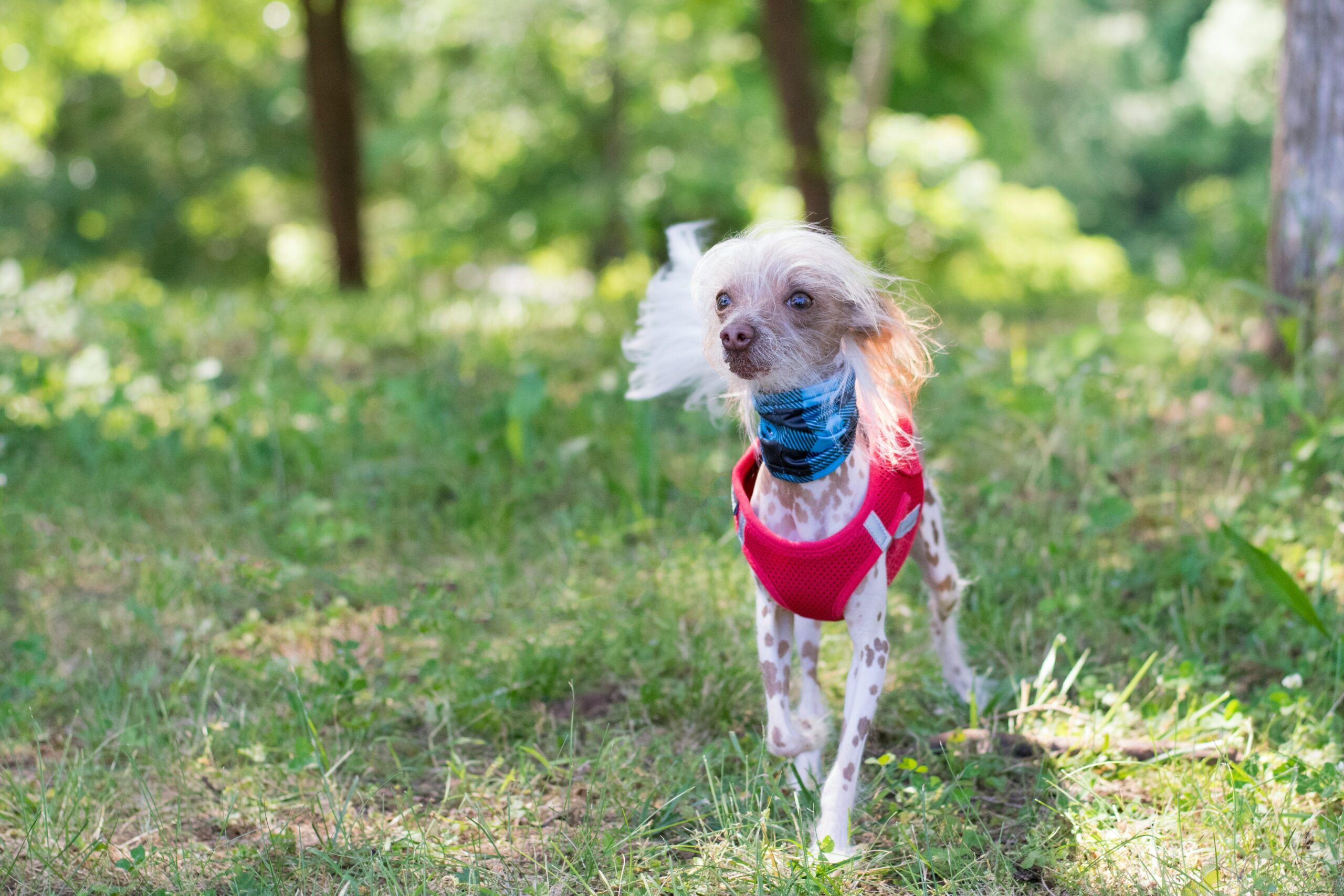 Why Switching to a Dog Harness Can Improve Your Pet’s Comfort and Health