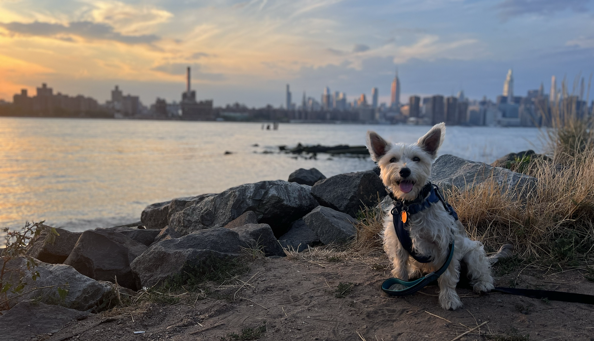 Unleash the Paw-ty: Amp Up Your Dog’s Social Life in NYC!