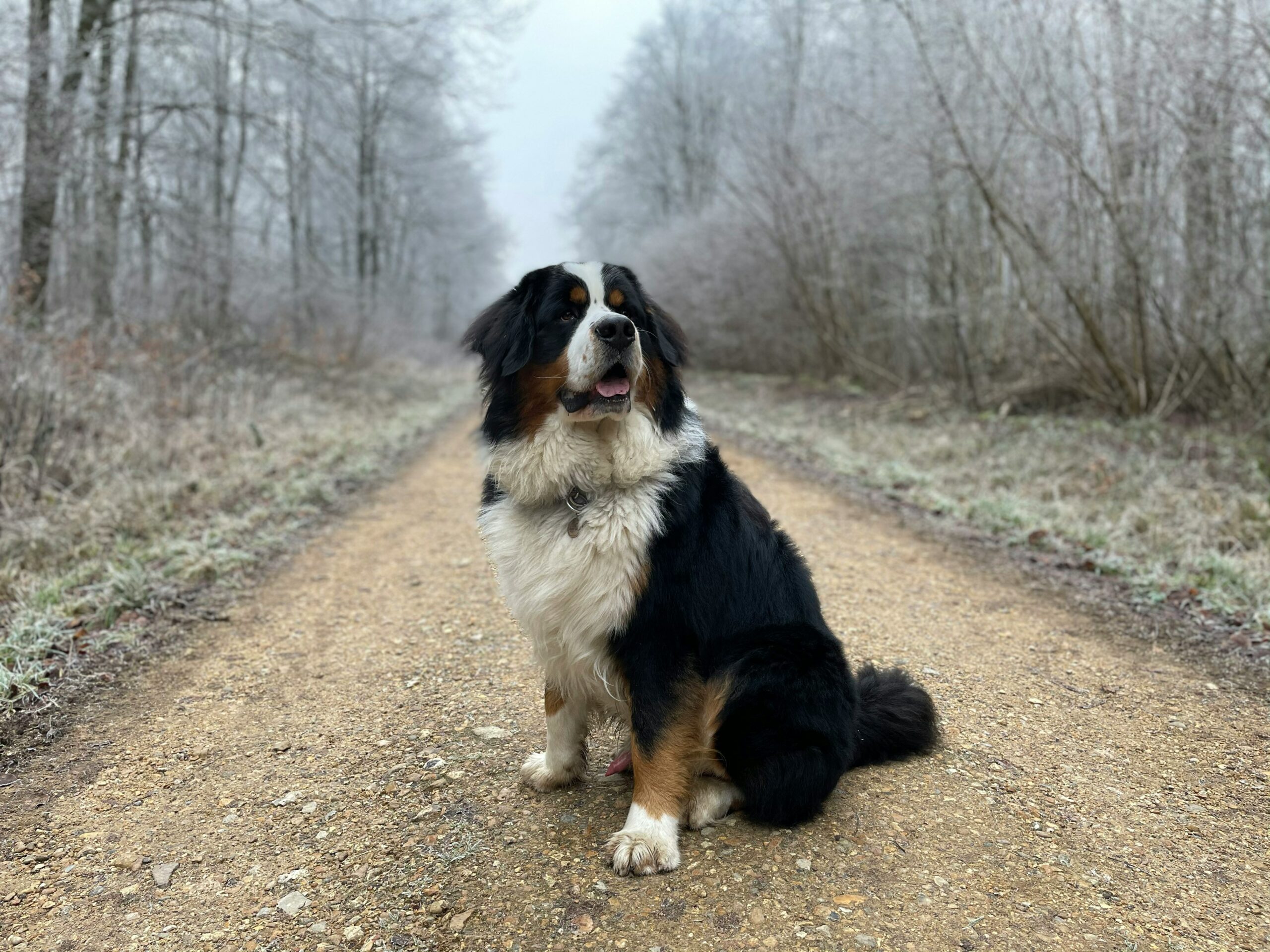 Gentle Giants: Discovering the Heartwarming Personality of Bernese Mountain Dogs