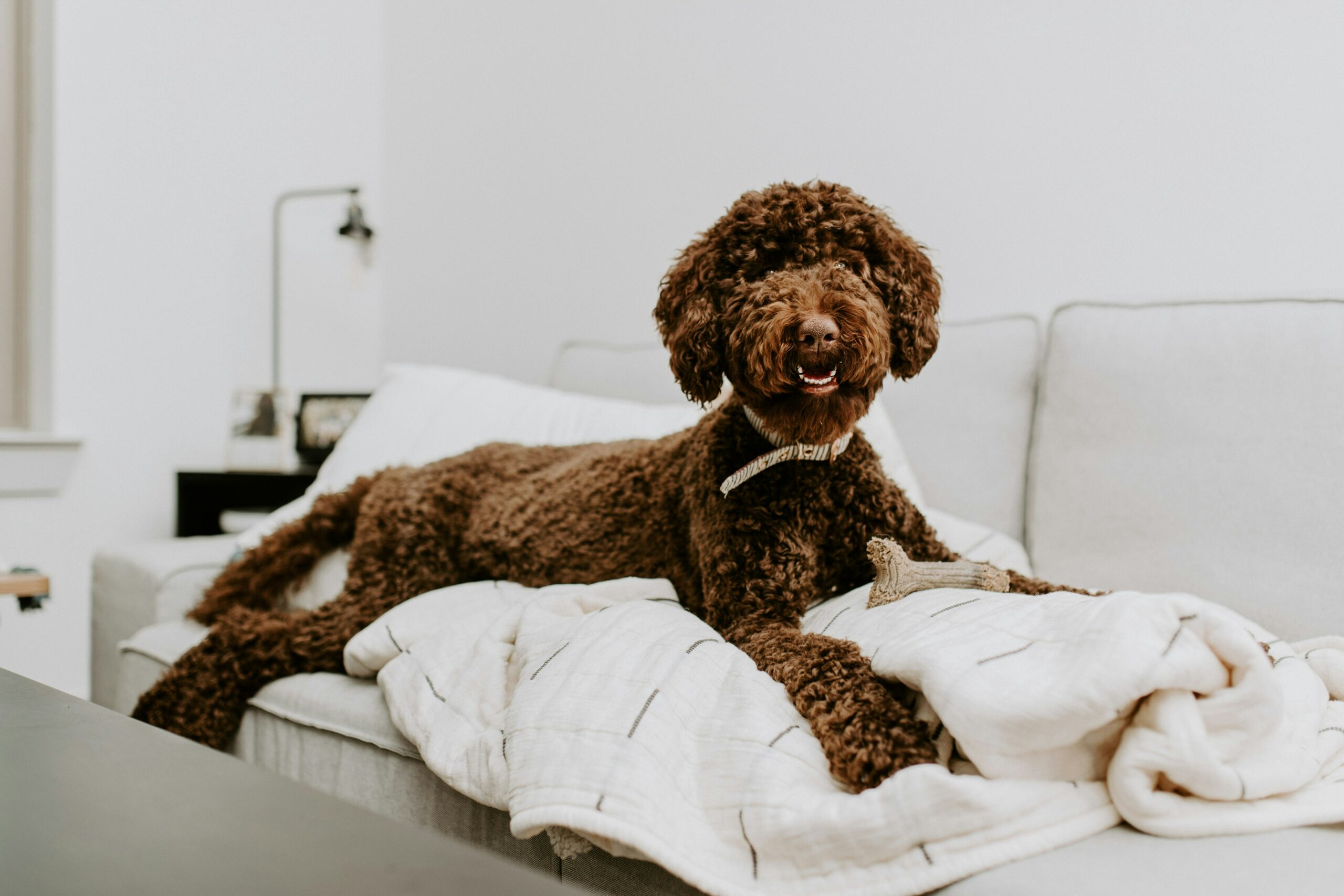 The Poodle’s Popularity in Mixed Breeds: Exploring the Versatility and Traits of this Beloved Breed