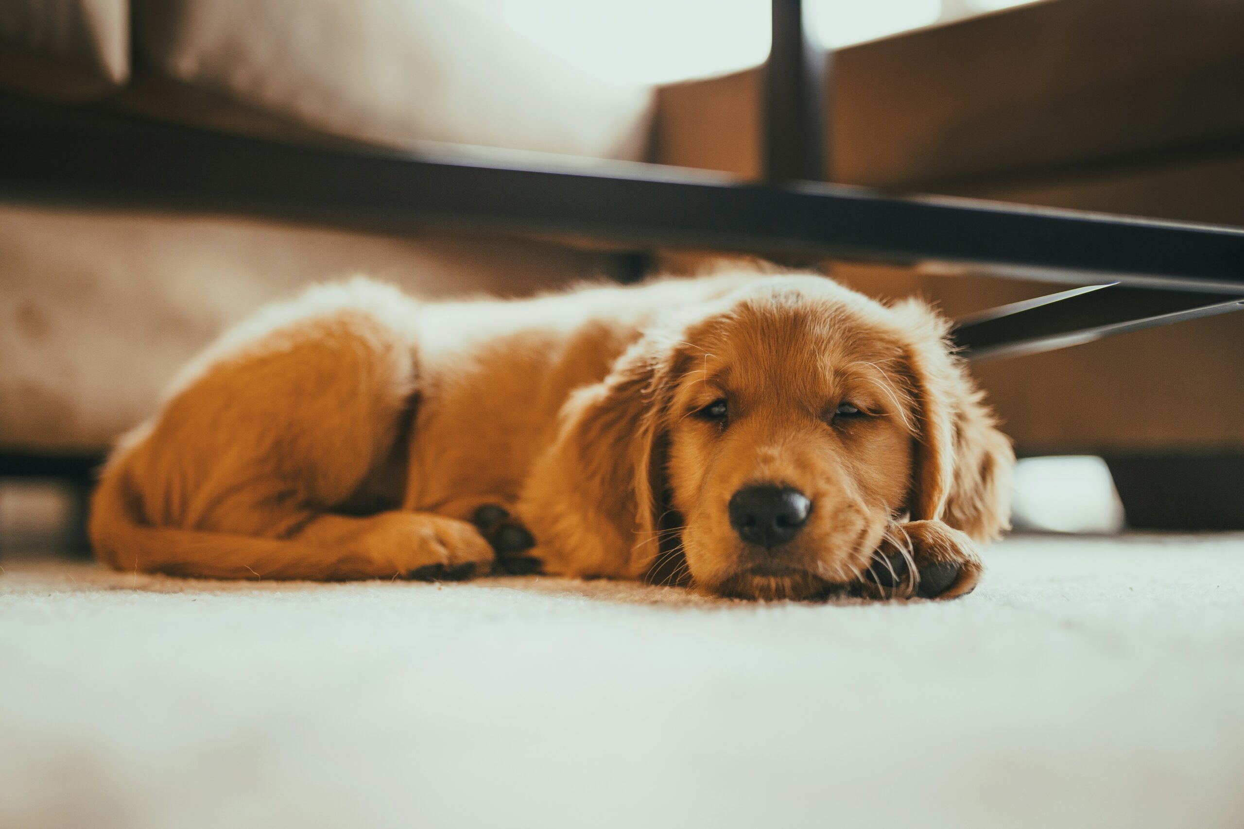 Top 5 Calming Products for Dogs: A Guide to Soothing Solutions
