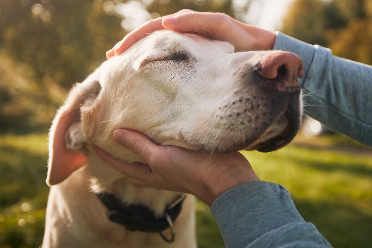 10 Holistic Approaches to Senior Pet Care: Preserving Relationships and Independence