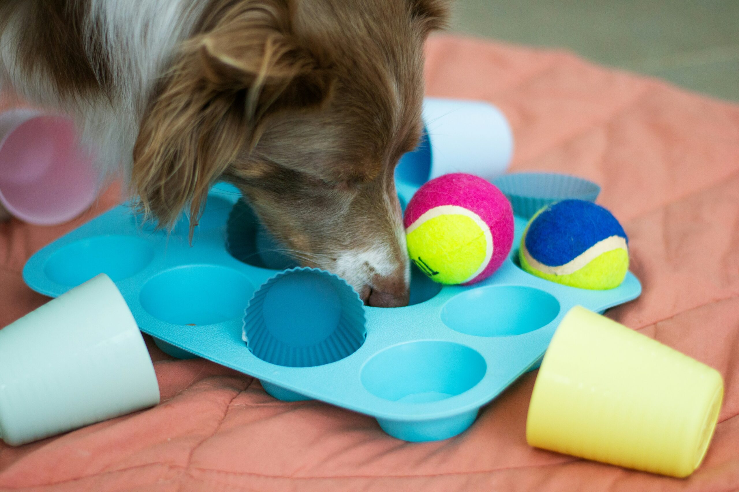 DIY Personalized Gifts for Dog Lovers: From Treats to Toys
