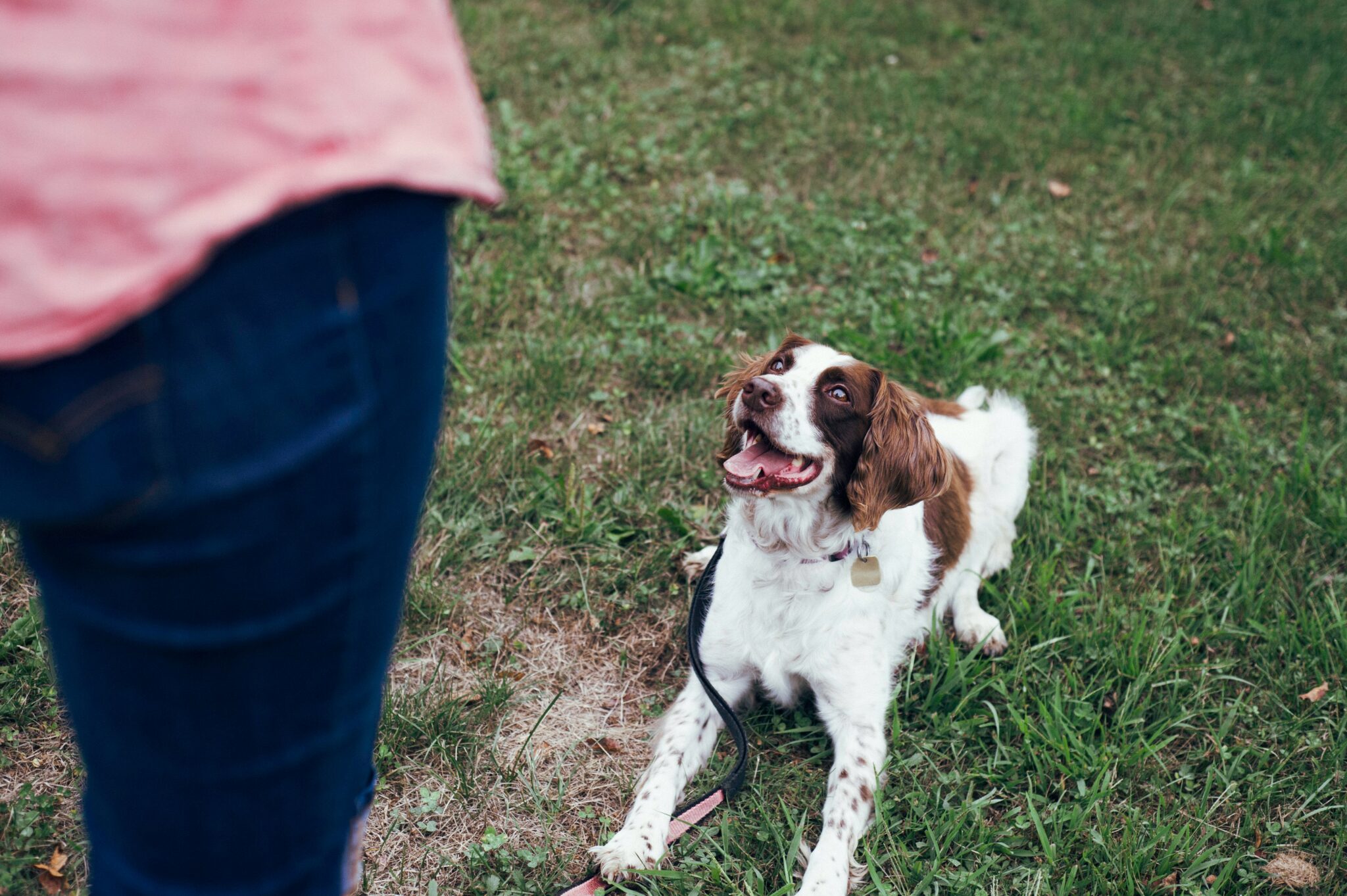 Budgeting for the Furriest Family Member: Tips for Managing Hidden Dog ...