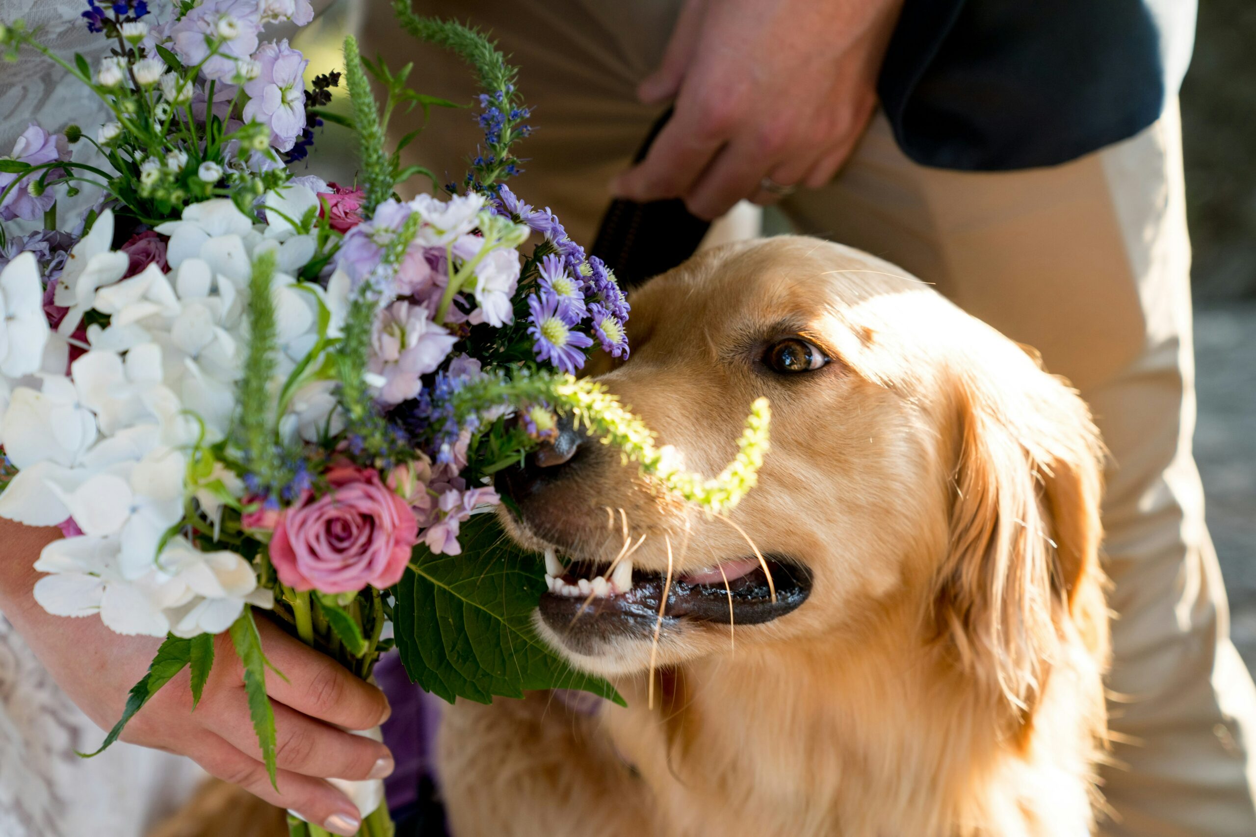 7 Essential Steps to Make Your Wedding Venue Dog-Friendly