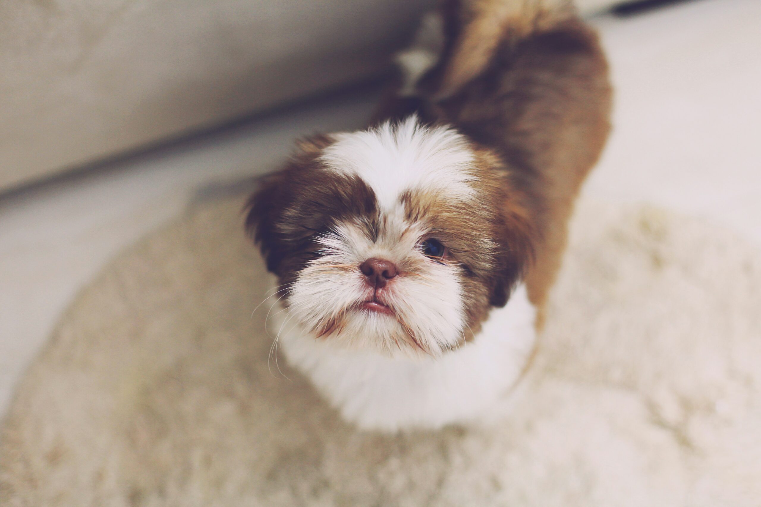 How to Choose the Right Shih Tzu Puppy for your Family in Delhi