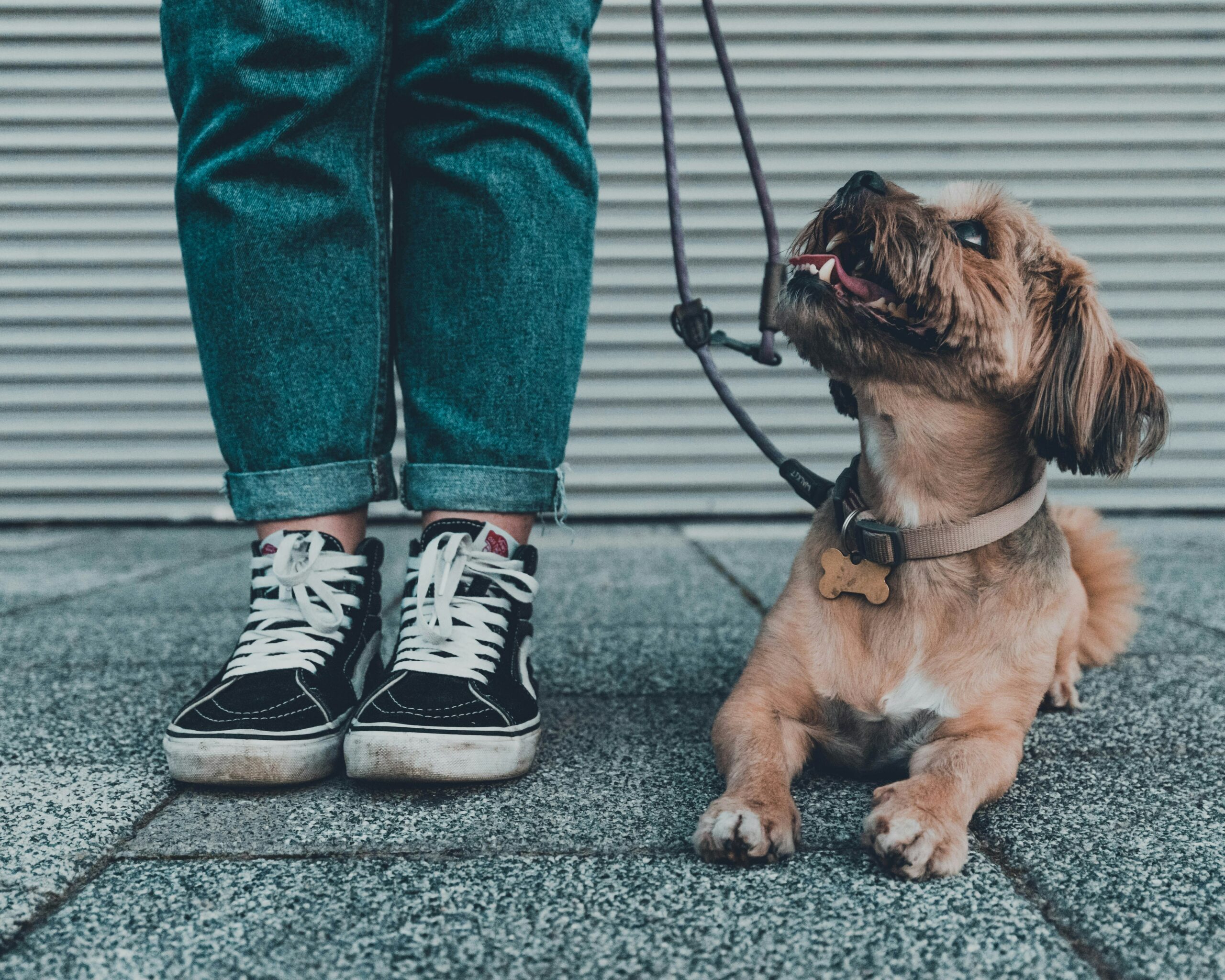 Choosing the Perfect Lead for Your Pooch