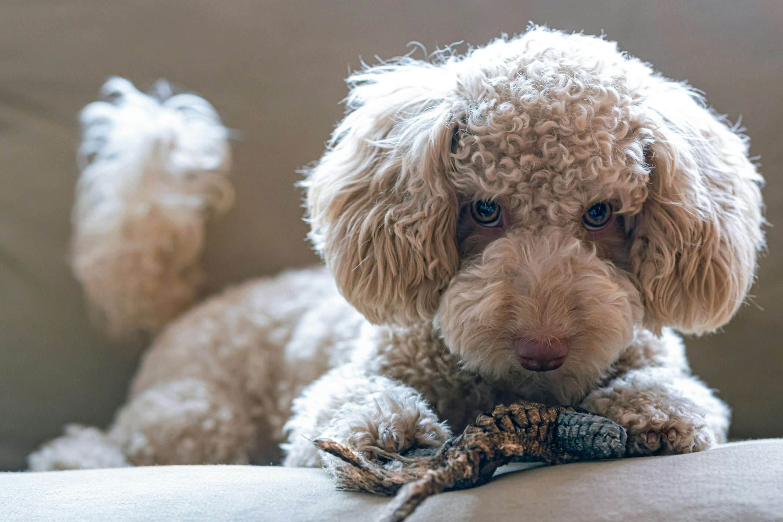 How to Choose the Right Poodle Puppy for Your Family in Bangalore